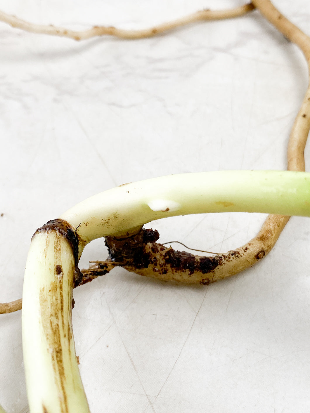 Monstera Aurea double node rooting