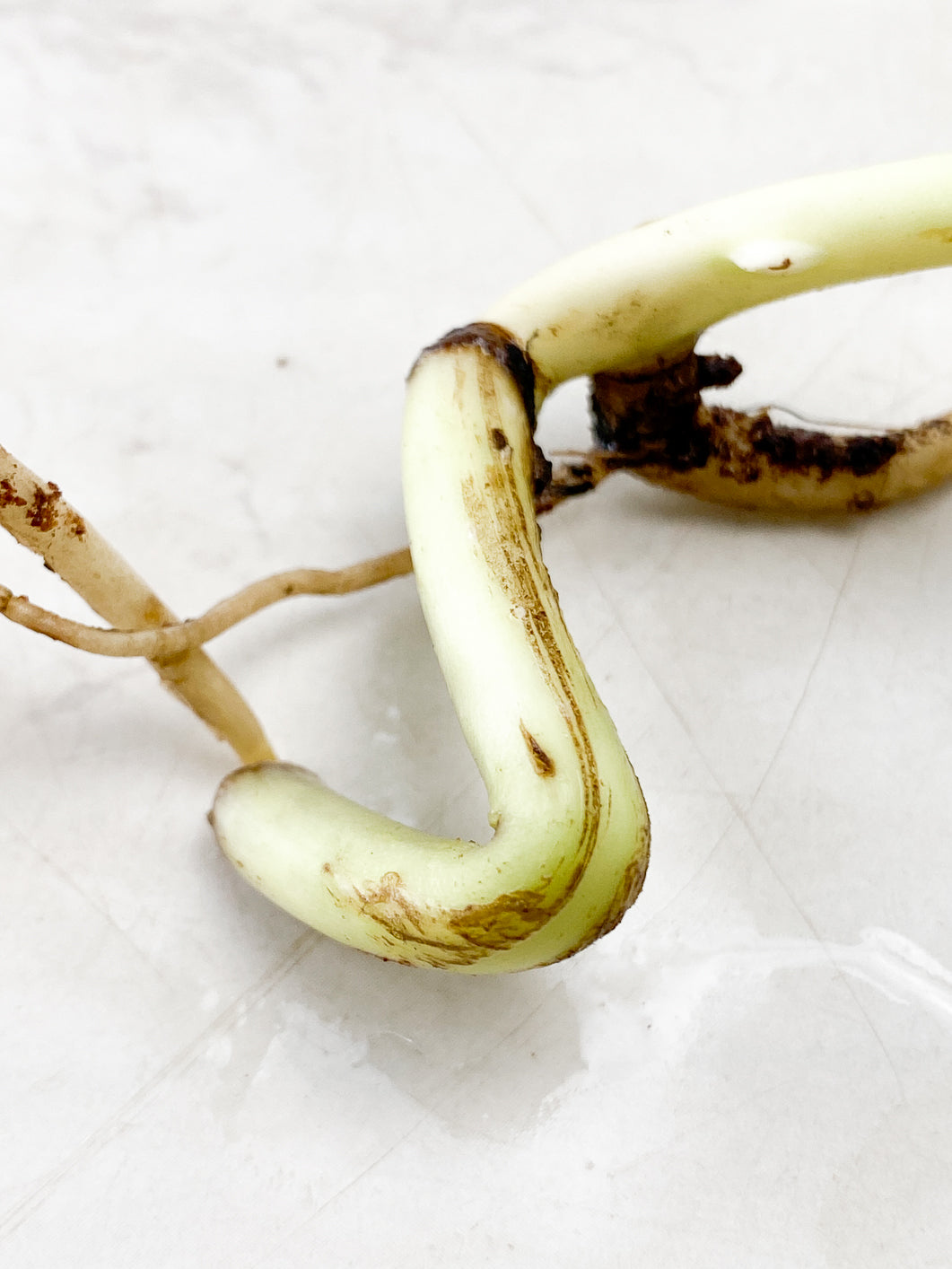 Monstera Aurea double node rooting