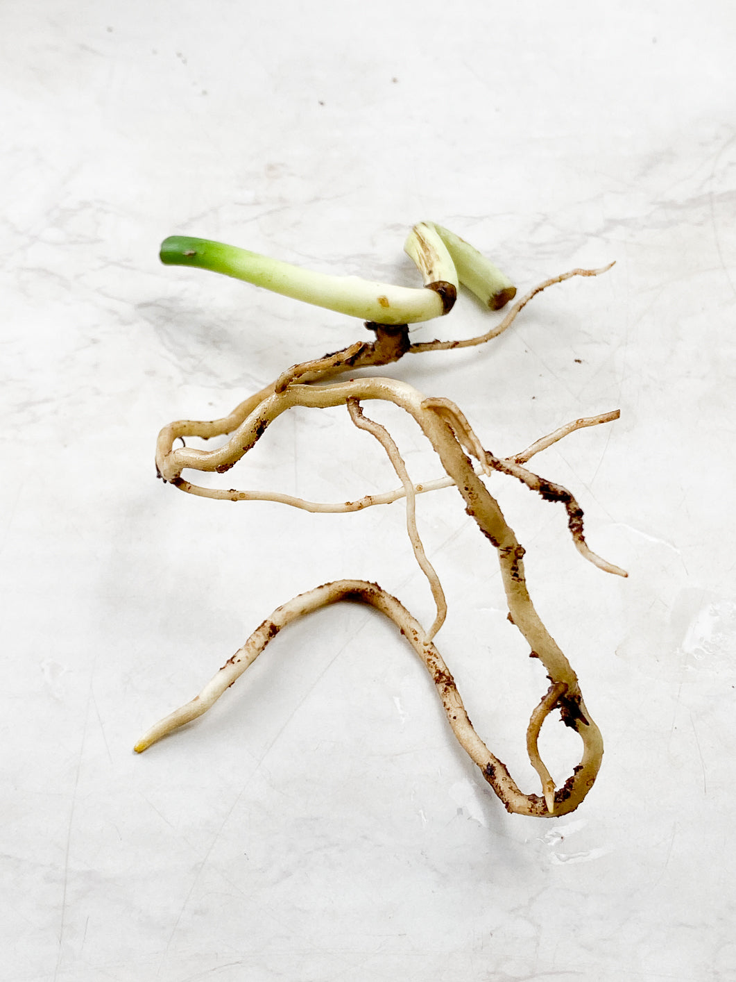Monstera Aurea double node rooting