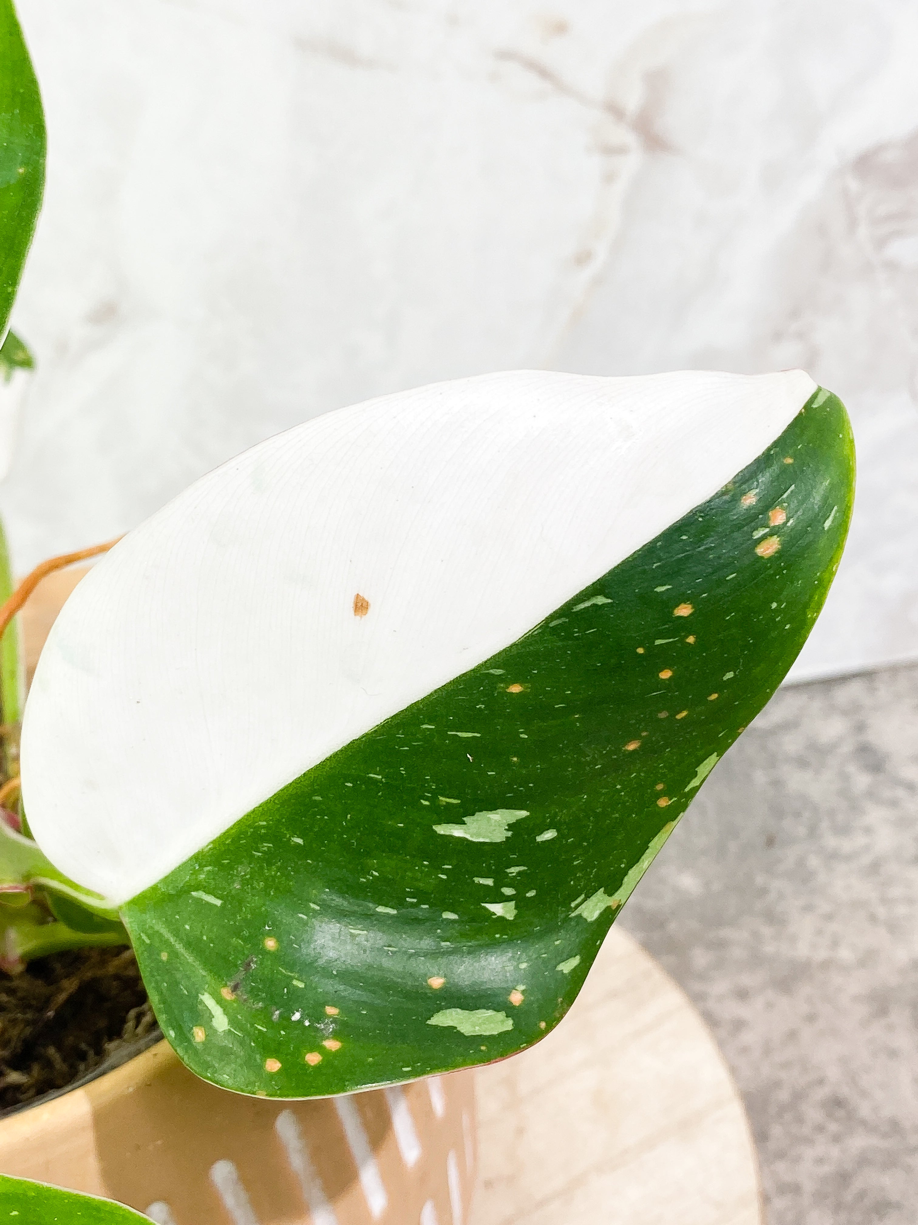 Philodendron white princess 7 leaves fully rooted
