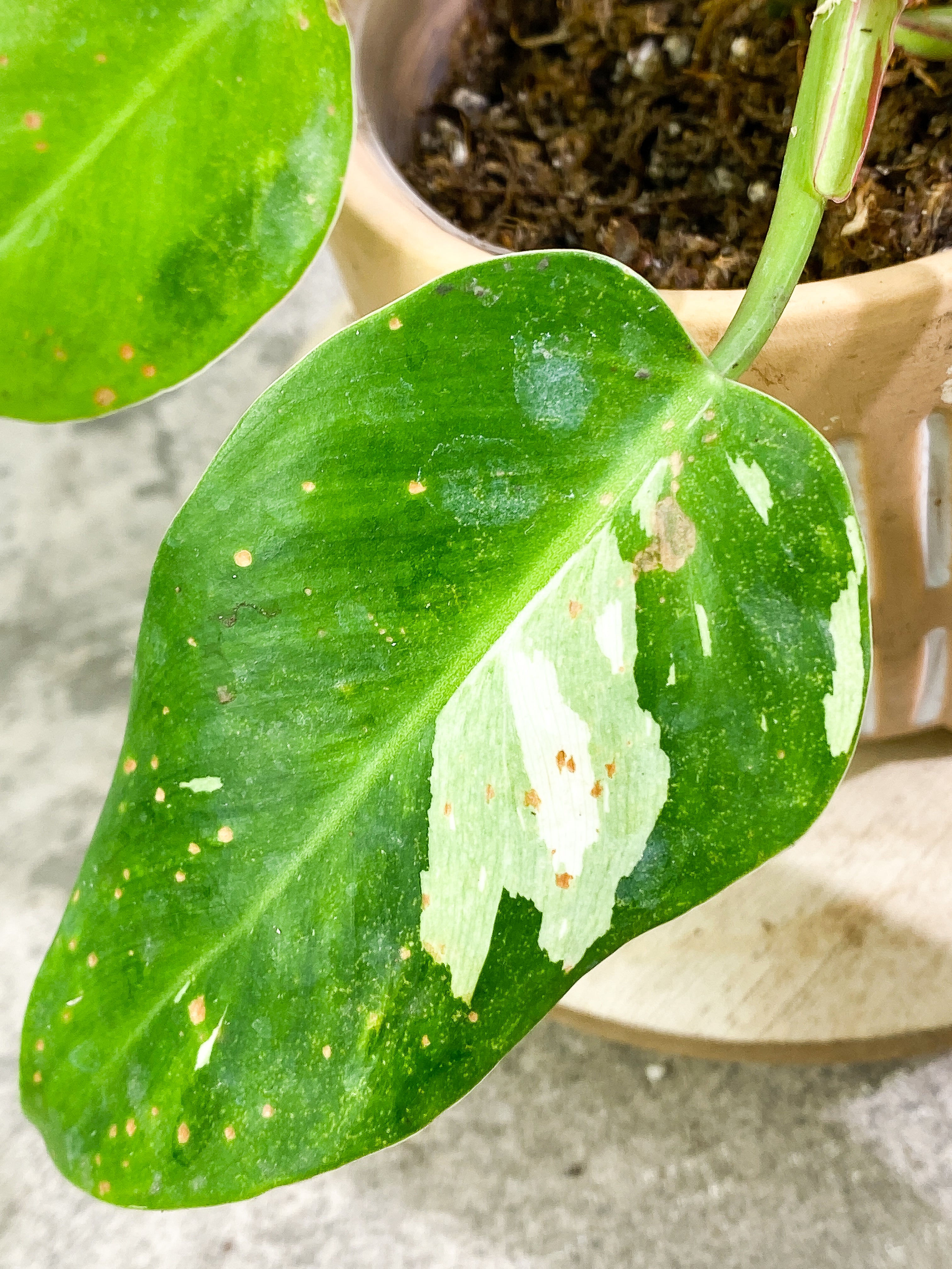 Philodendron white princess 7 leaves fully rooted