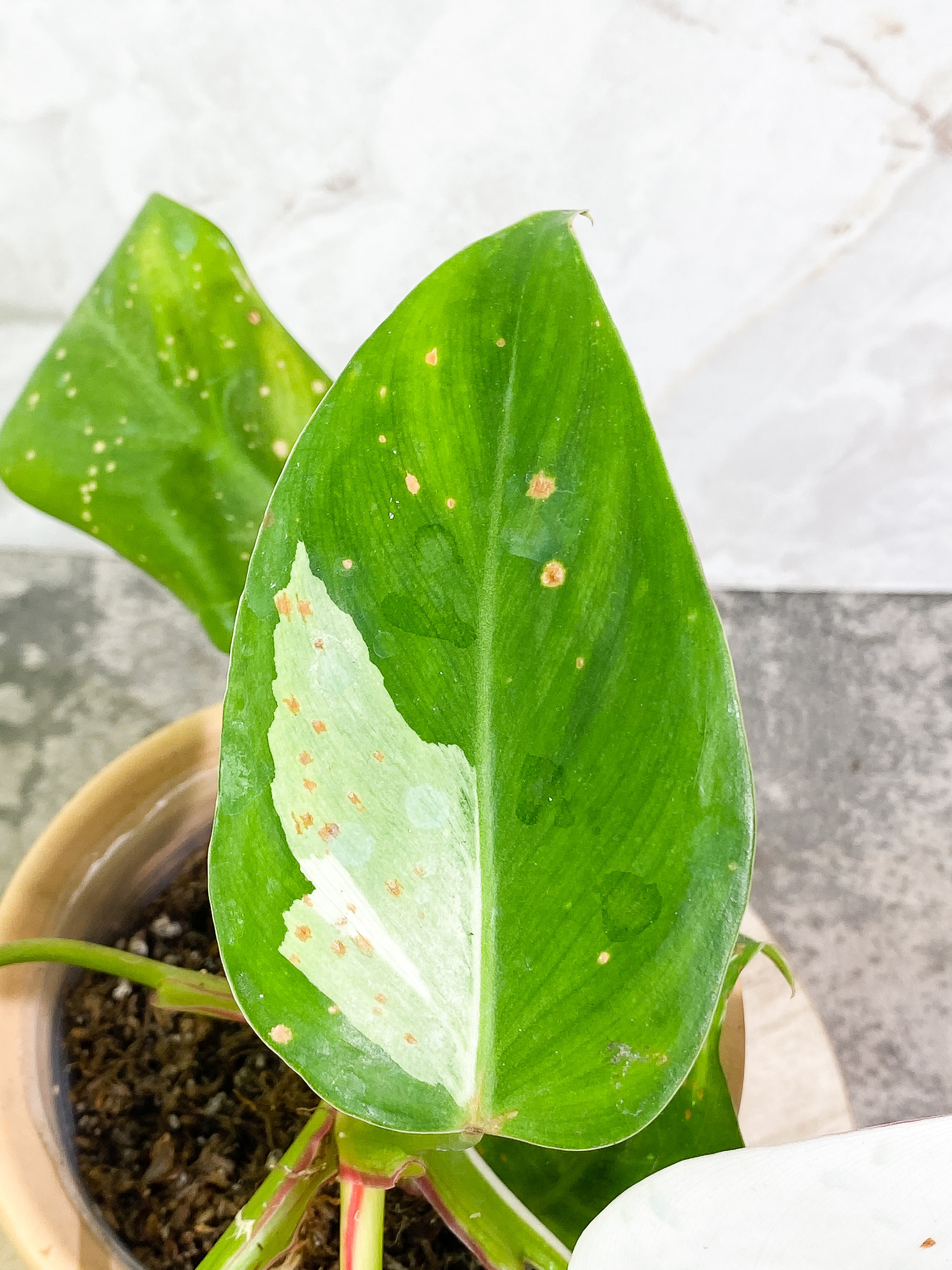 Philodendron white princess 7 leaves fully rooted