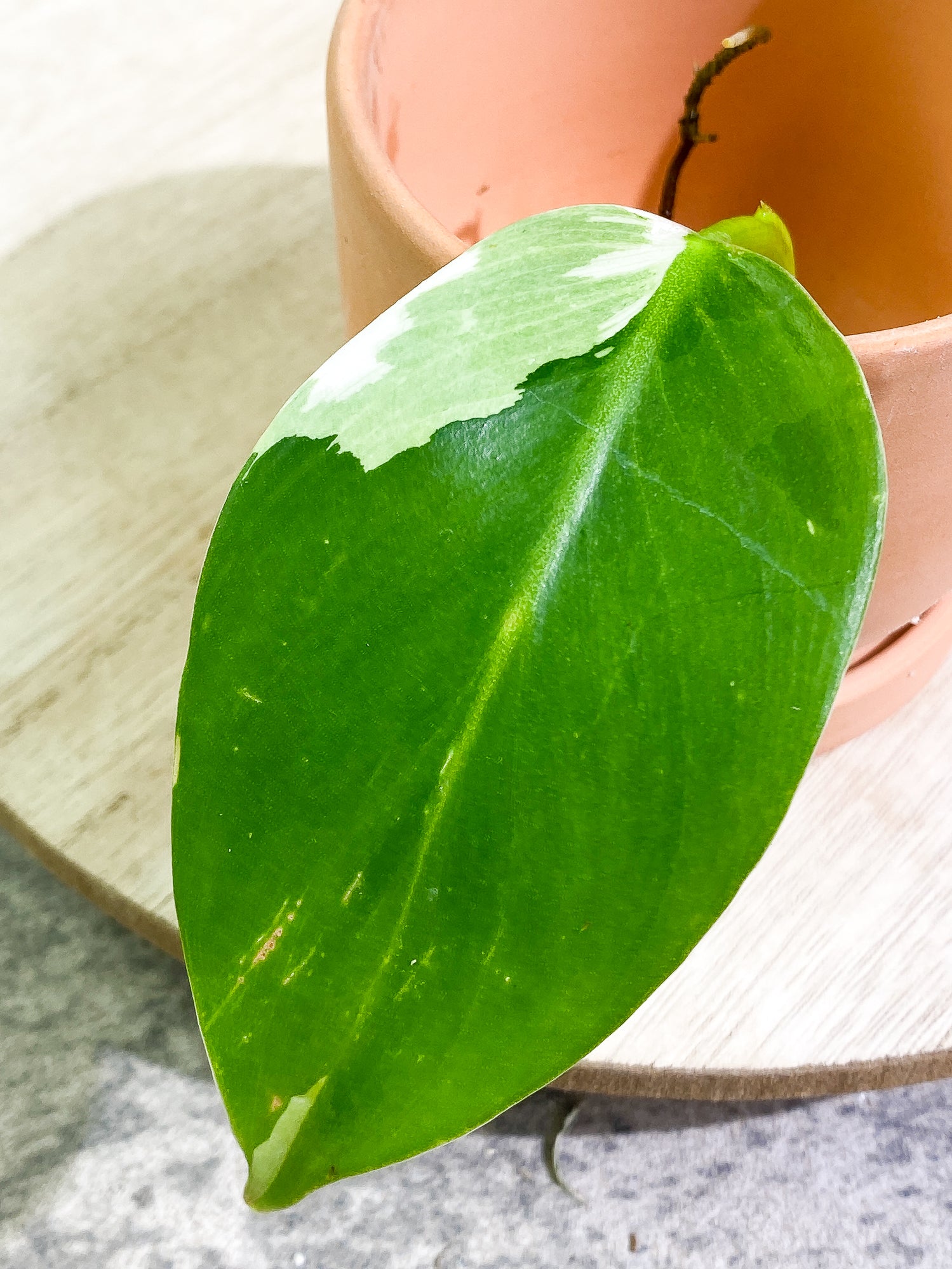 Philodendron White Wizard 1 leaf 1 sprout Top Cutting Rooting