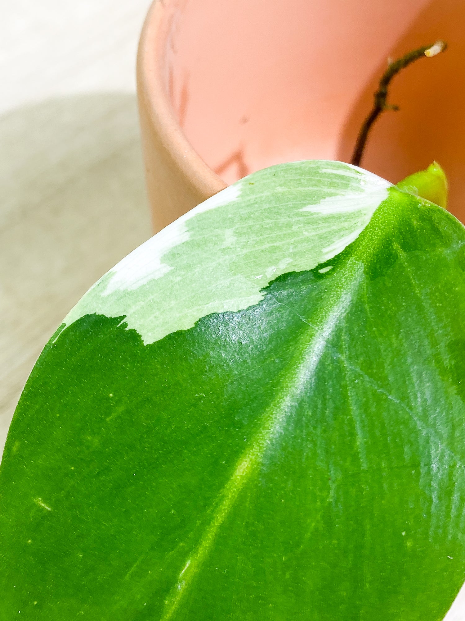 Philodendron White Wizard 1 leaf 1 sprout Top Cutting Rooting