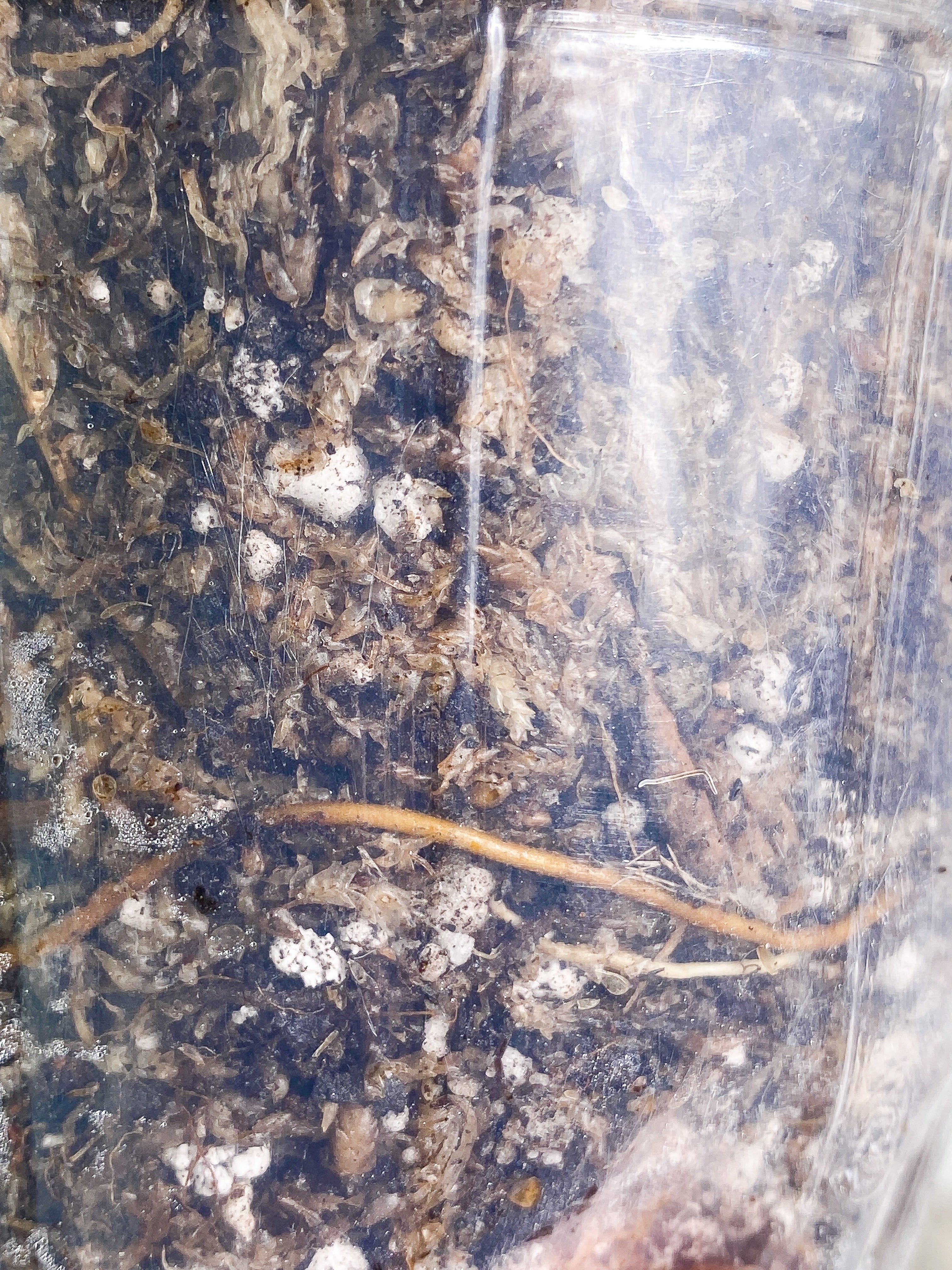 Philodendron white princess 7 leaves fully rooted