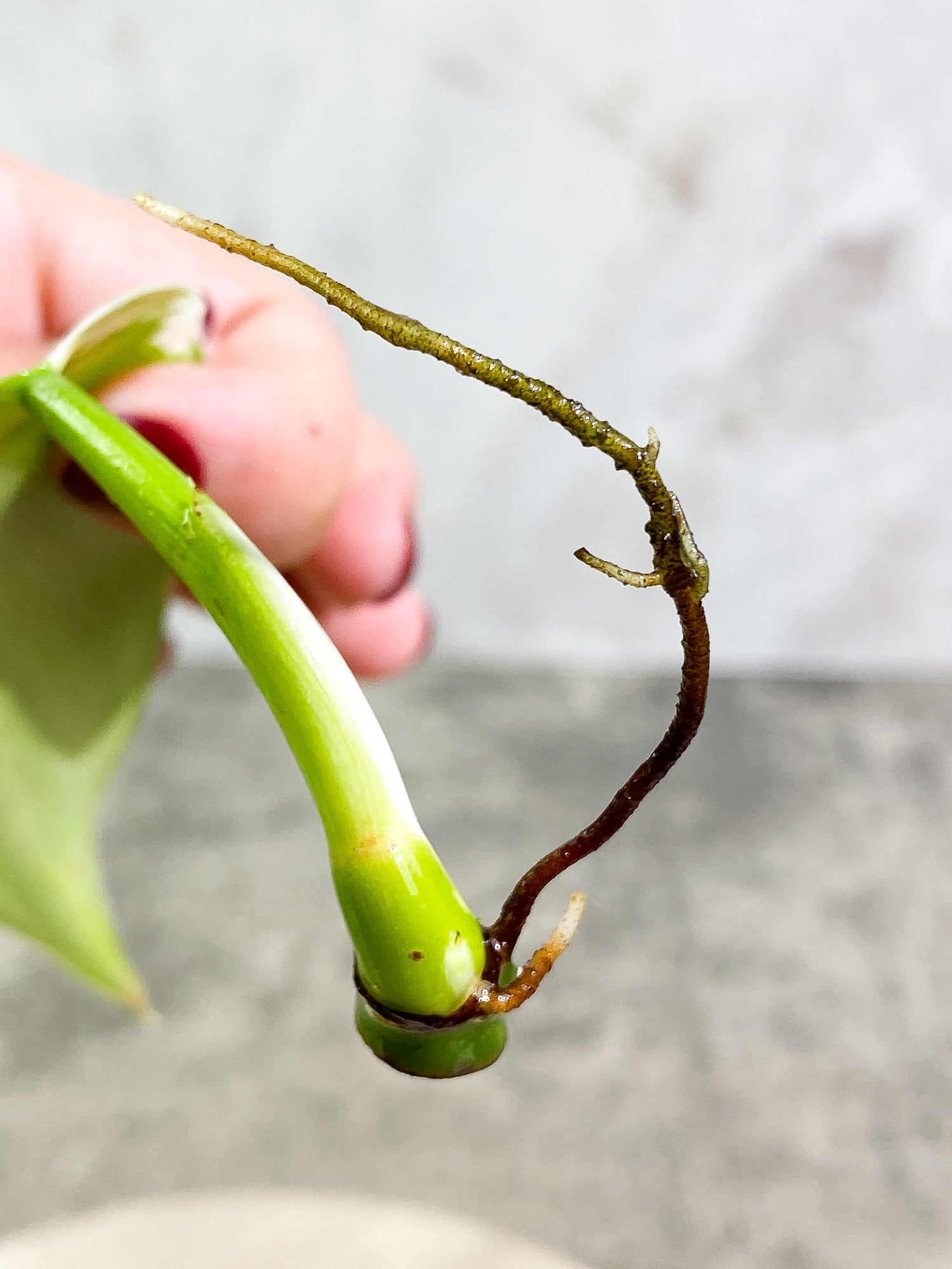 Philodendron White Wizard 1 leaf 1 sprout Top Cutting Rooting