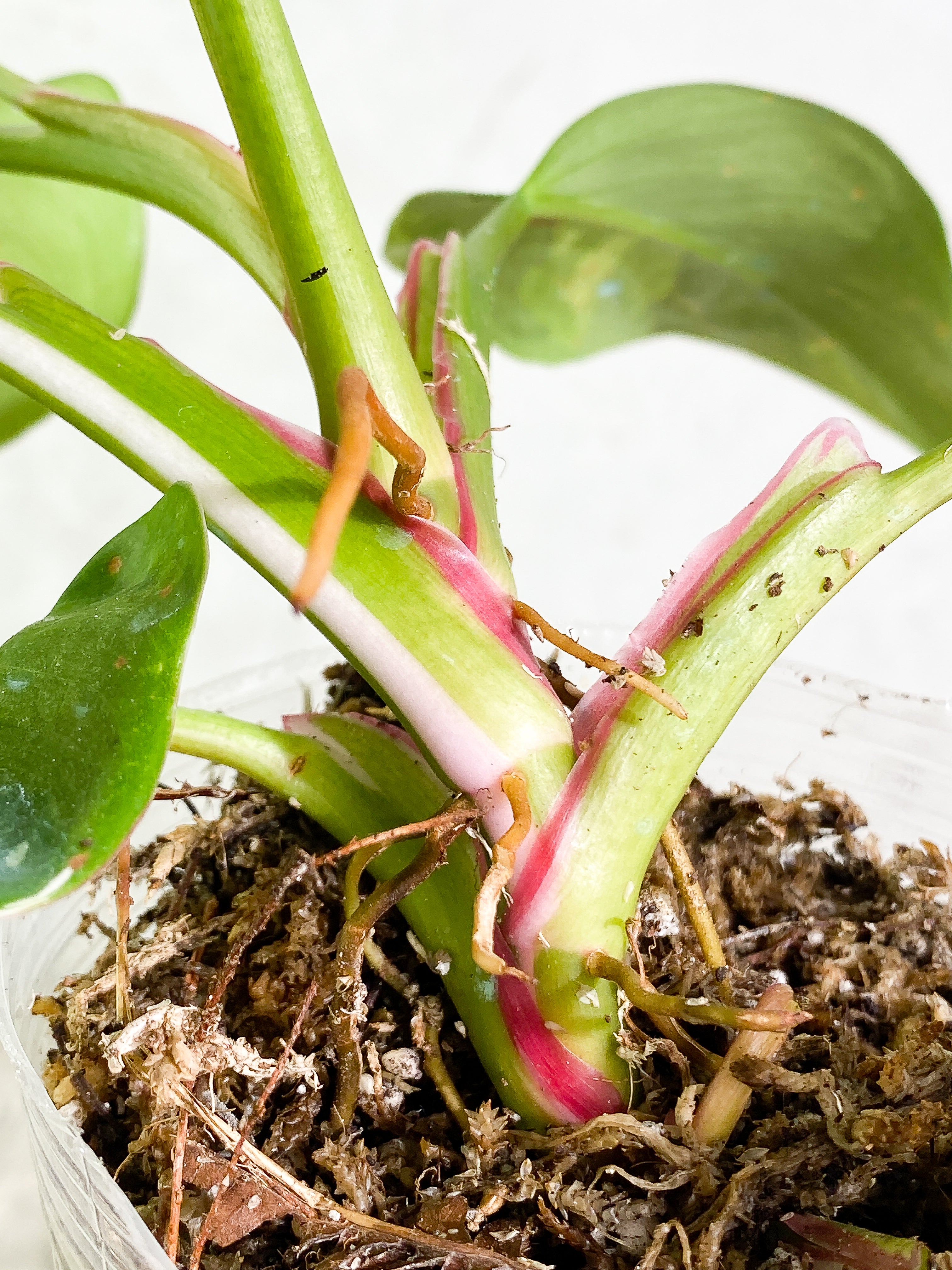 Philodendron white princess 7 leaves fully rooted