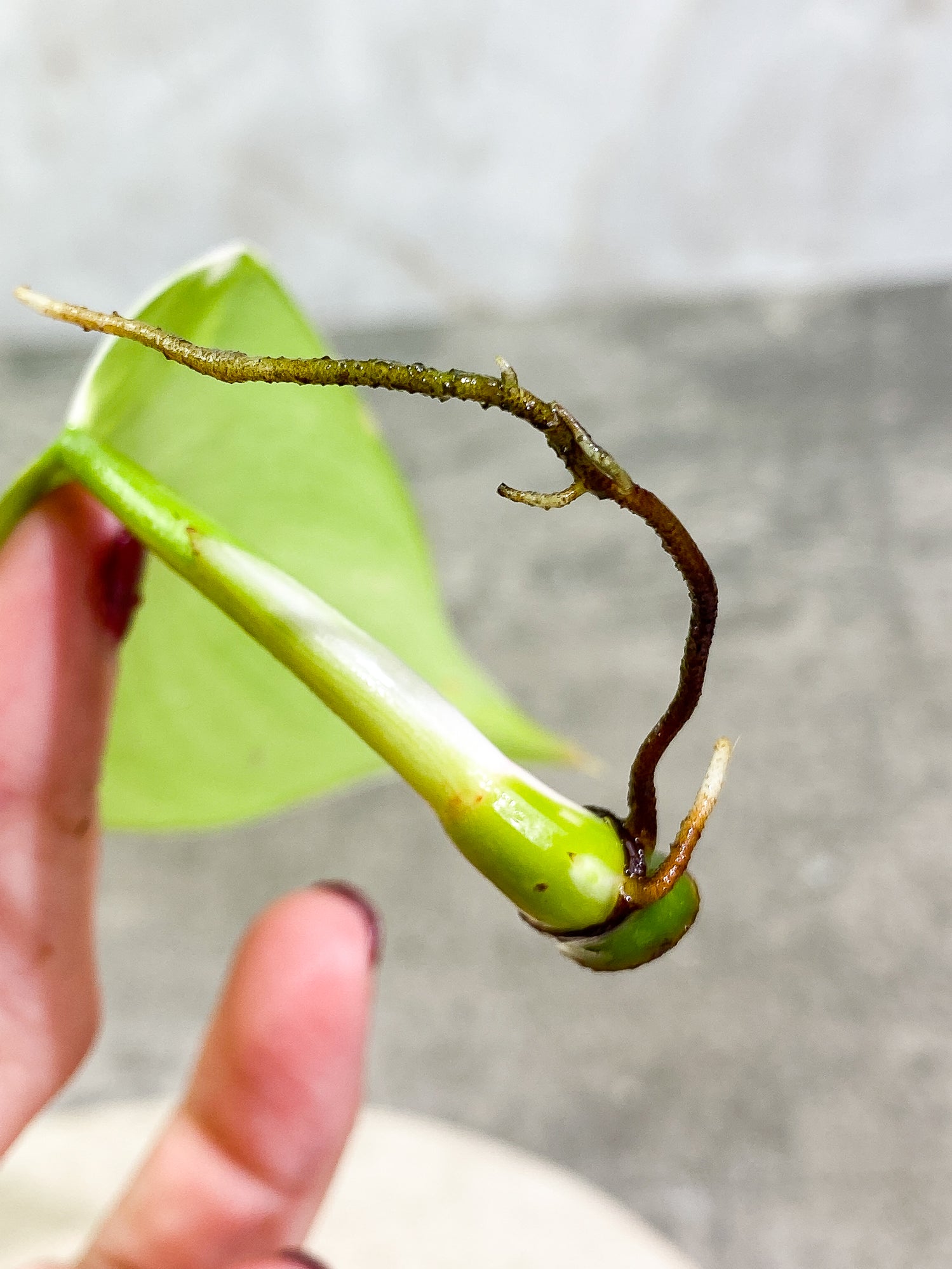 Philodendron White Wizard 1 leaf 1 sprout Top Cutting Rooting