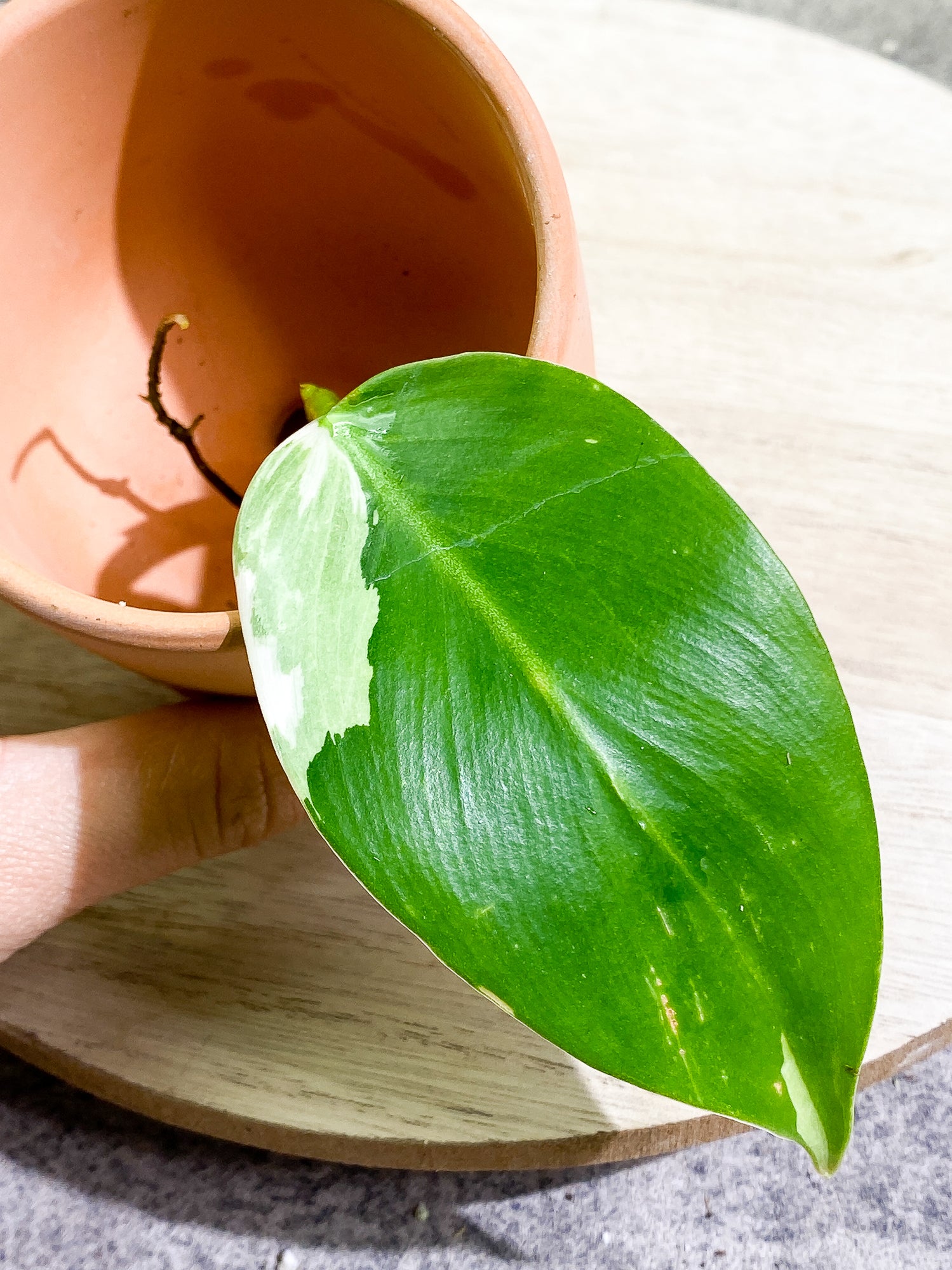 Philodendron White Wizard 1 leaf 1 sprout Top Cutting Rooting