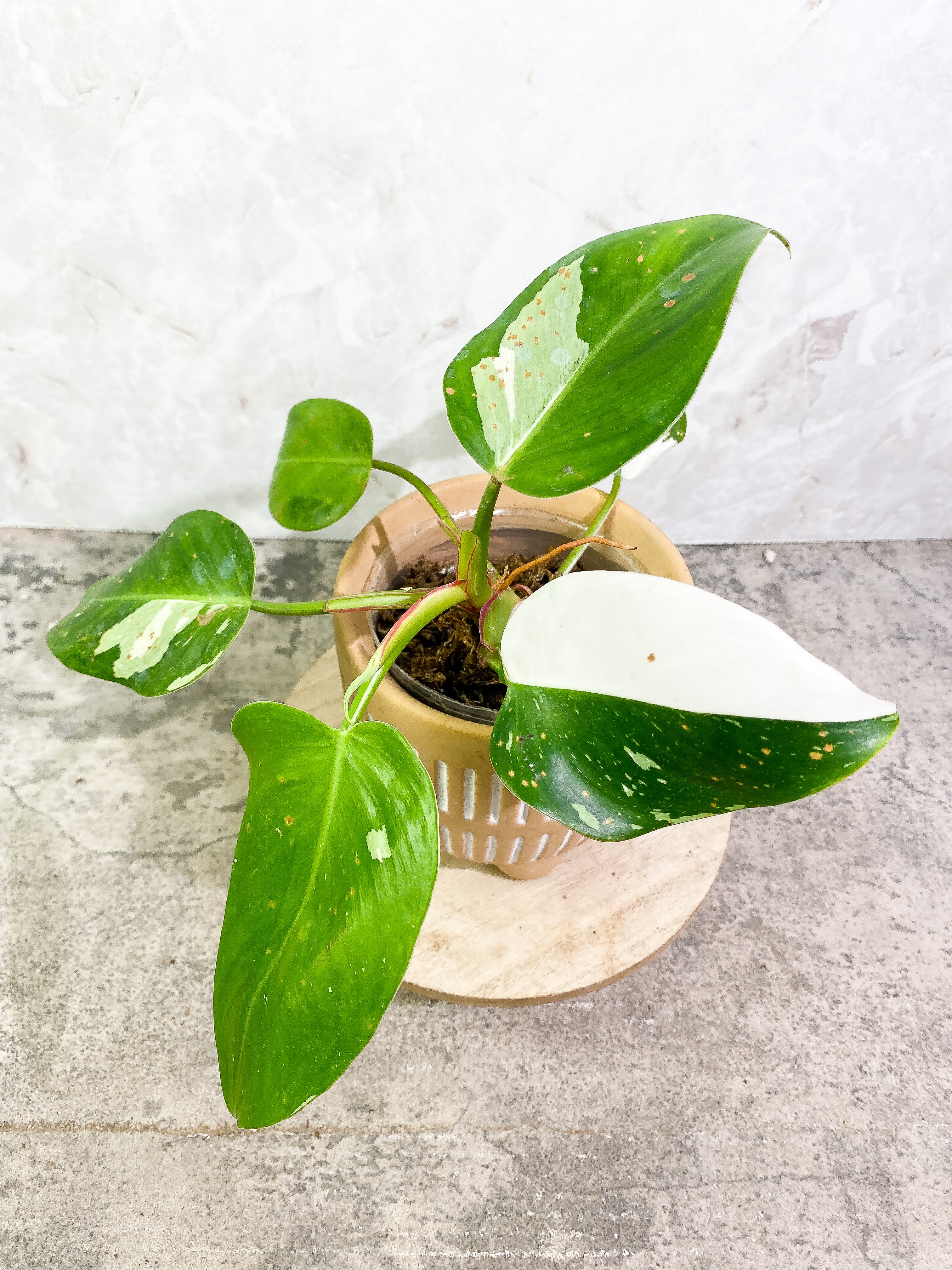 Philodendron white princess 7 leaves fully rooted