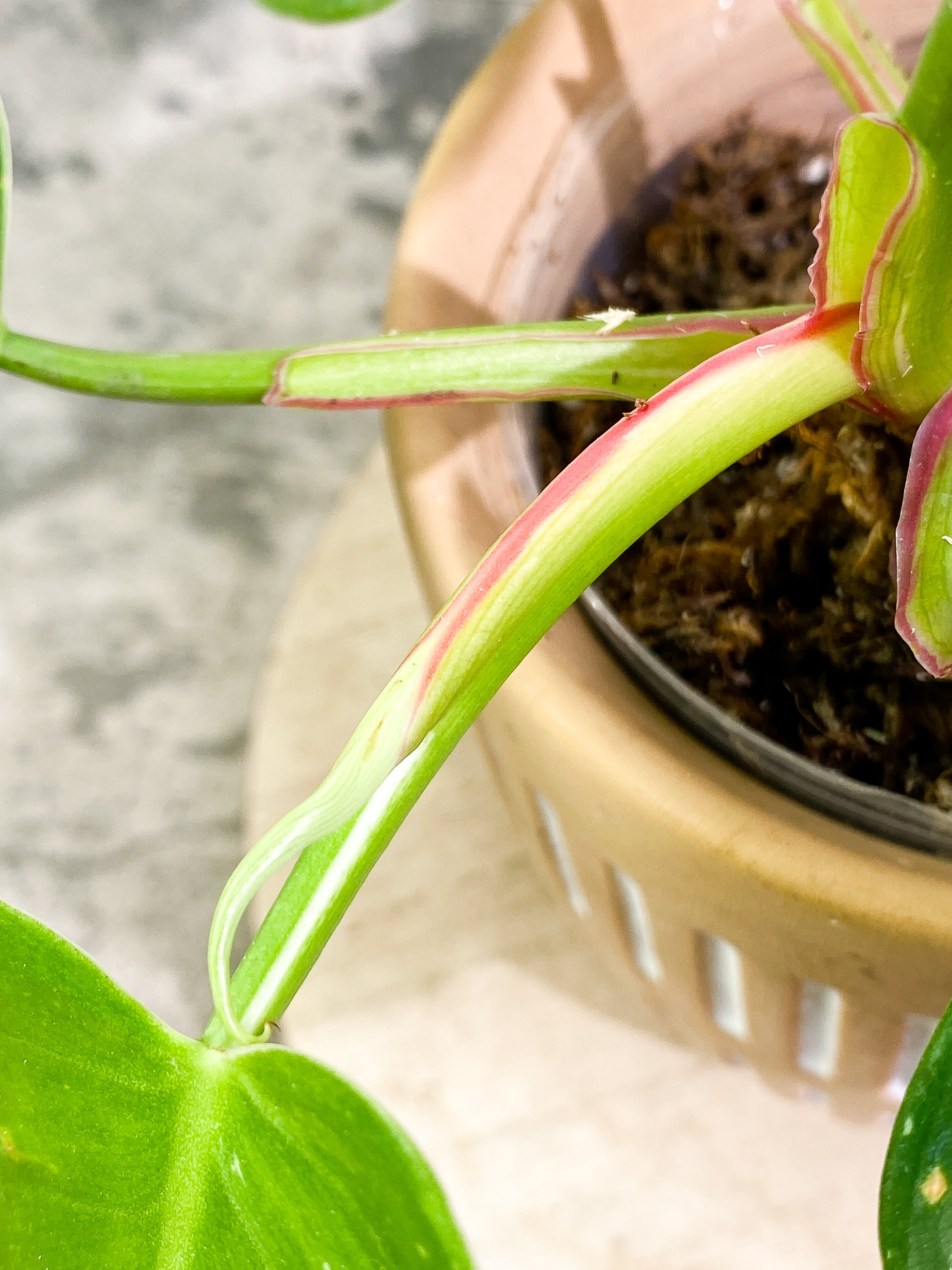 Philodendron white princess 7 leaves fully rooted