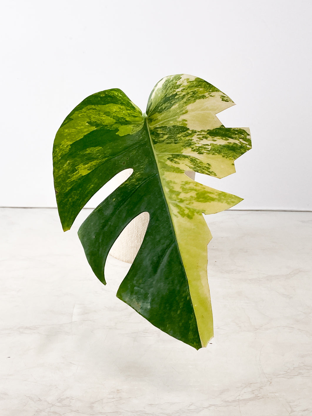 Monstera Aurea 1 highly variegated leaf slightly rooted in water