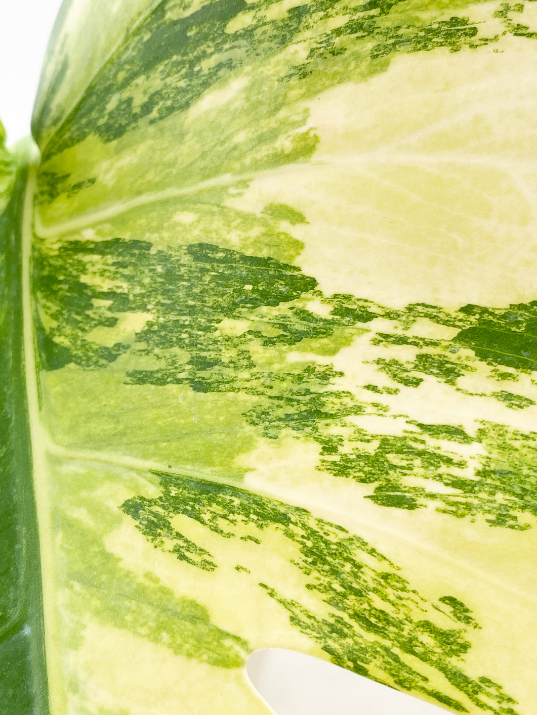 Monstera Aurea 1 highly variegated leaf slightly rooted in water