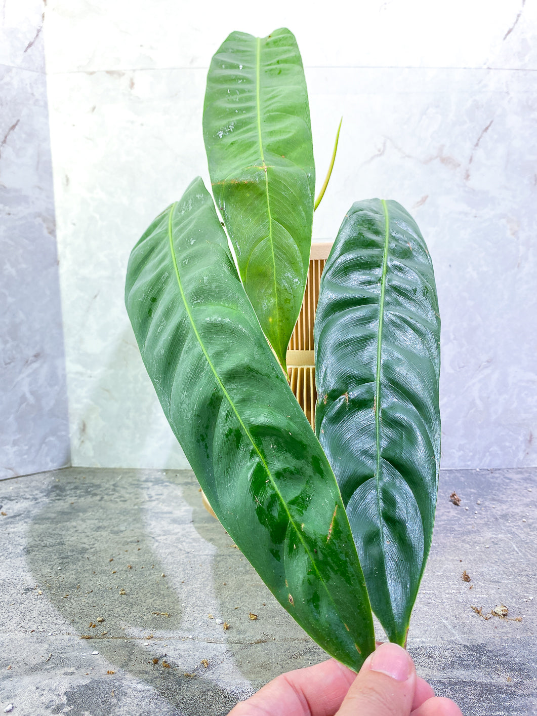 Philodendron Patriciae 3 leaves 1 sprout rooted