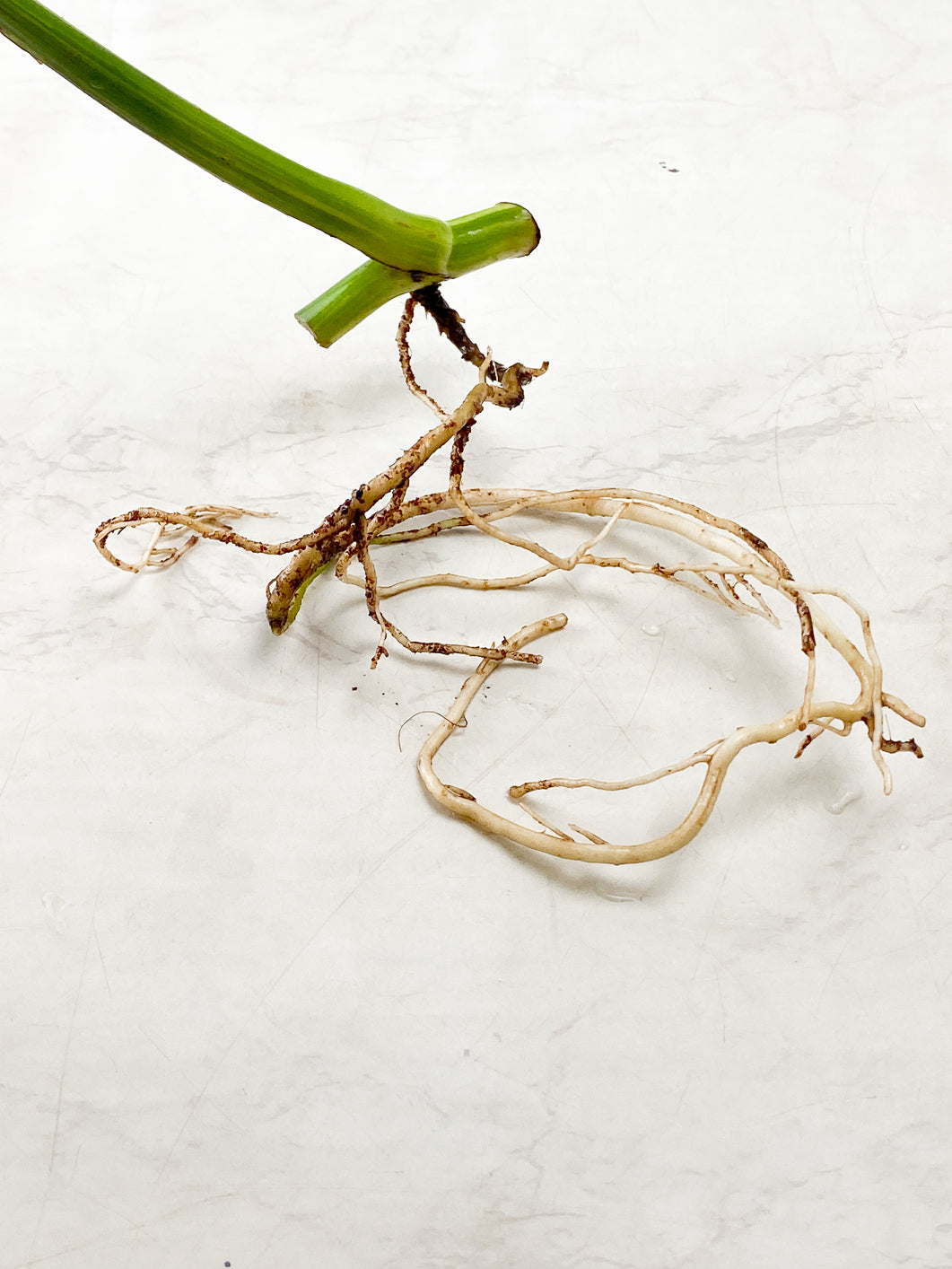 Monstera Aurea 1 highly variegated leaf slightly rooted in water