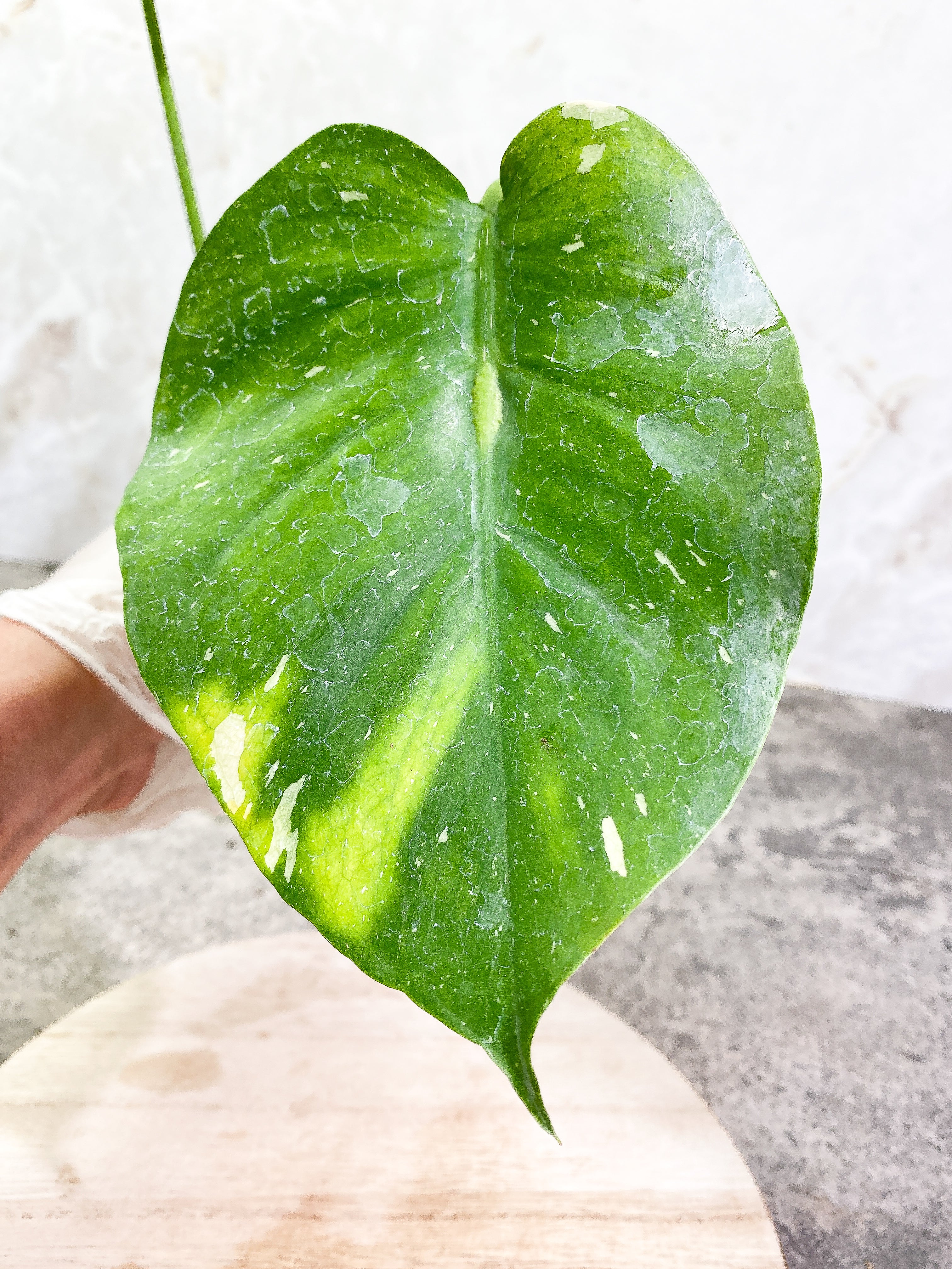Monstera Thai Constellation 2 leaves Rooting Top Cutting