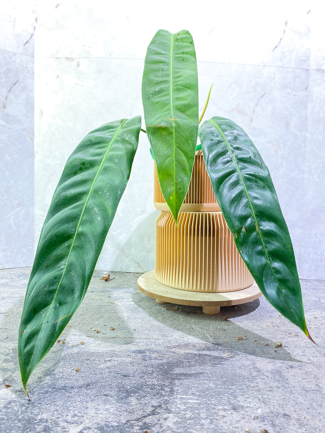 Philodendron Patriciae 3 leaves 1 sprout rooted