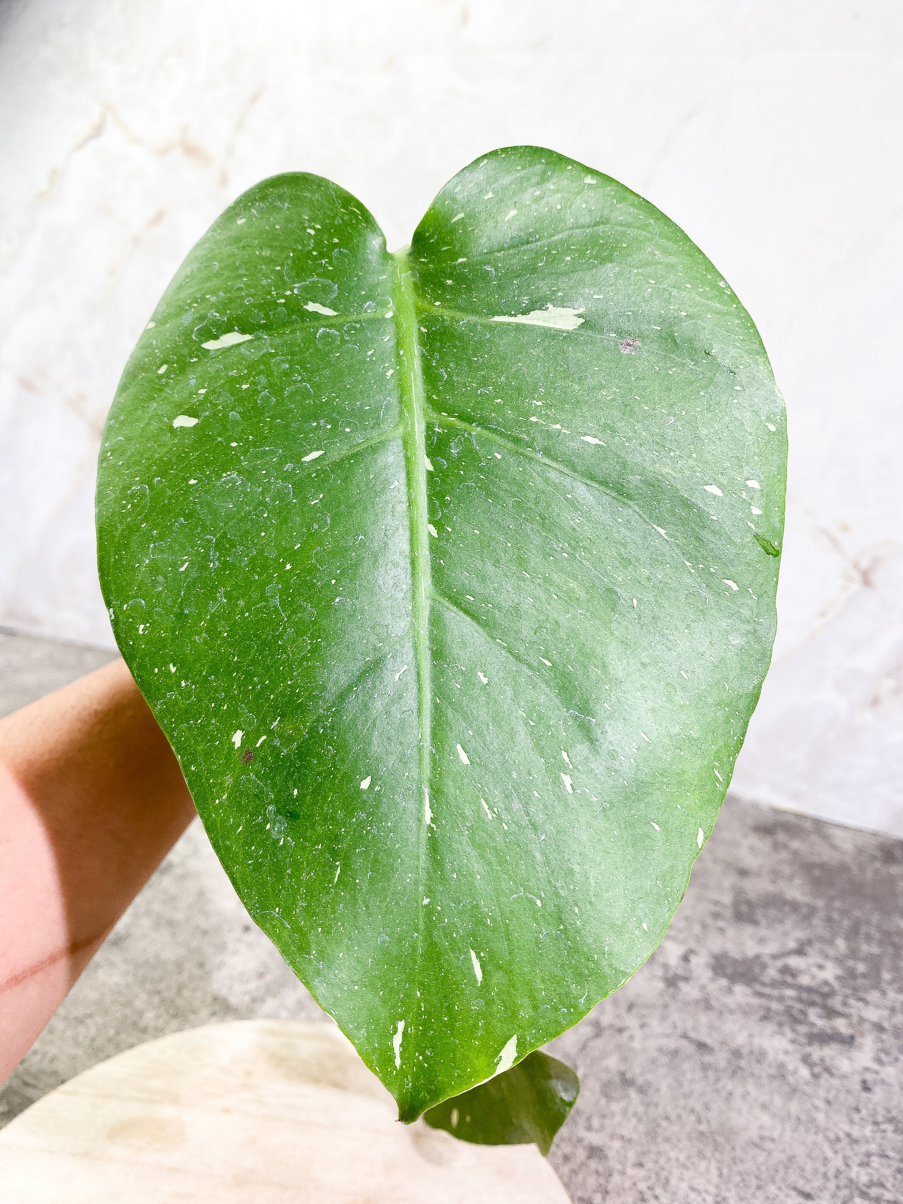 Monstera Thai Constellation 2 leaves Rooting Top Cutting