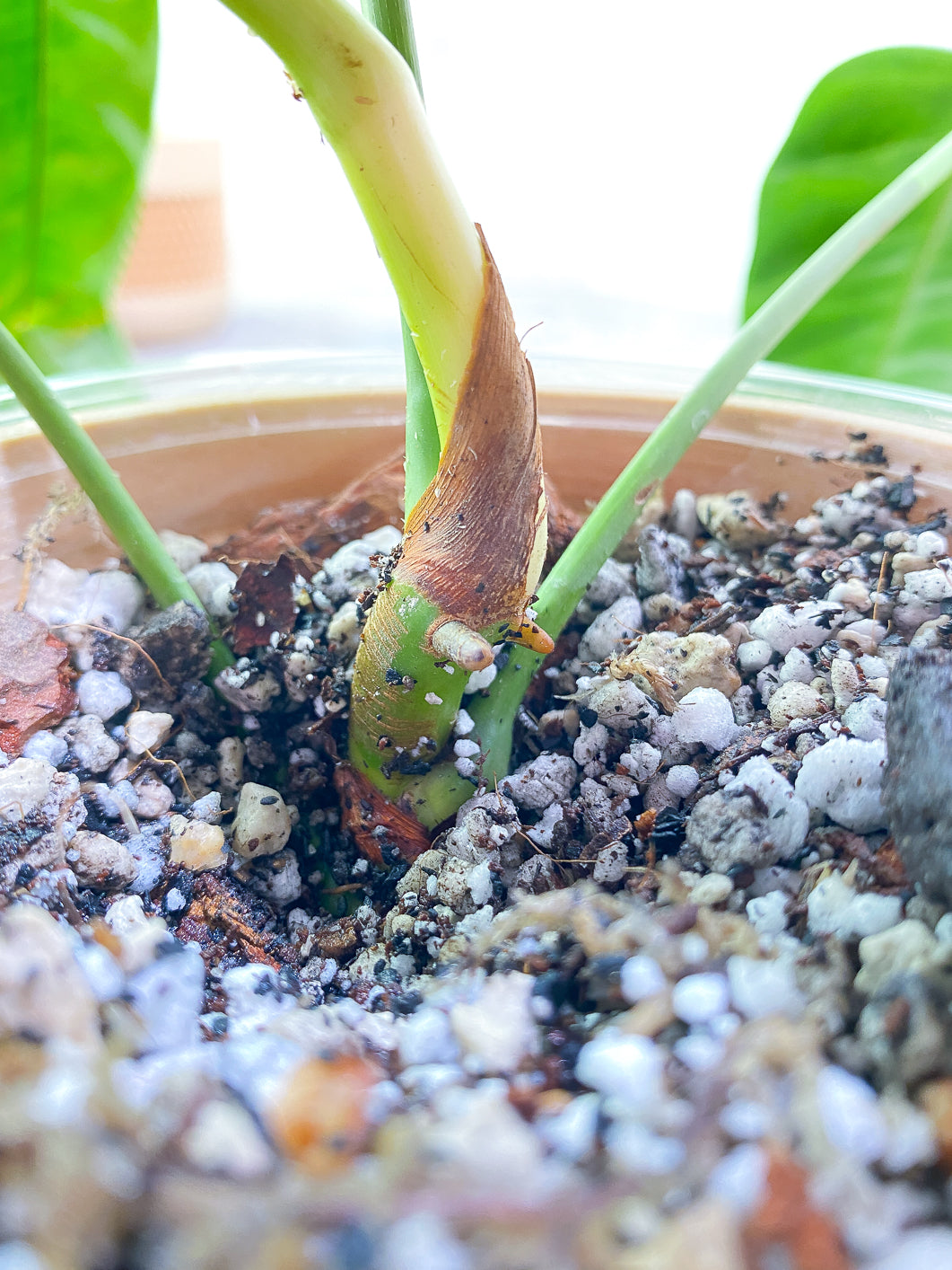 Philodendron Patriciae 3 leaves 1 sprout rooted