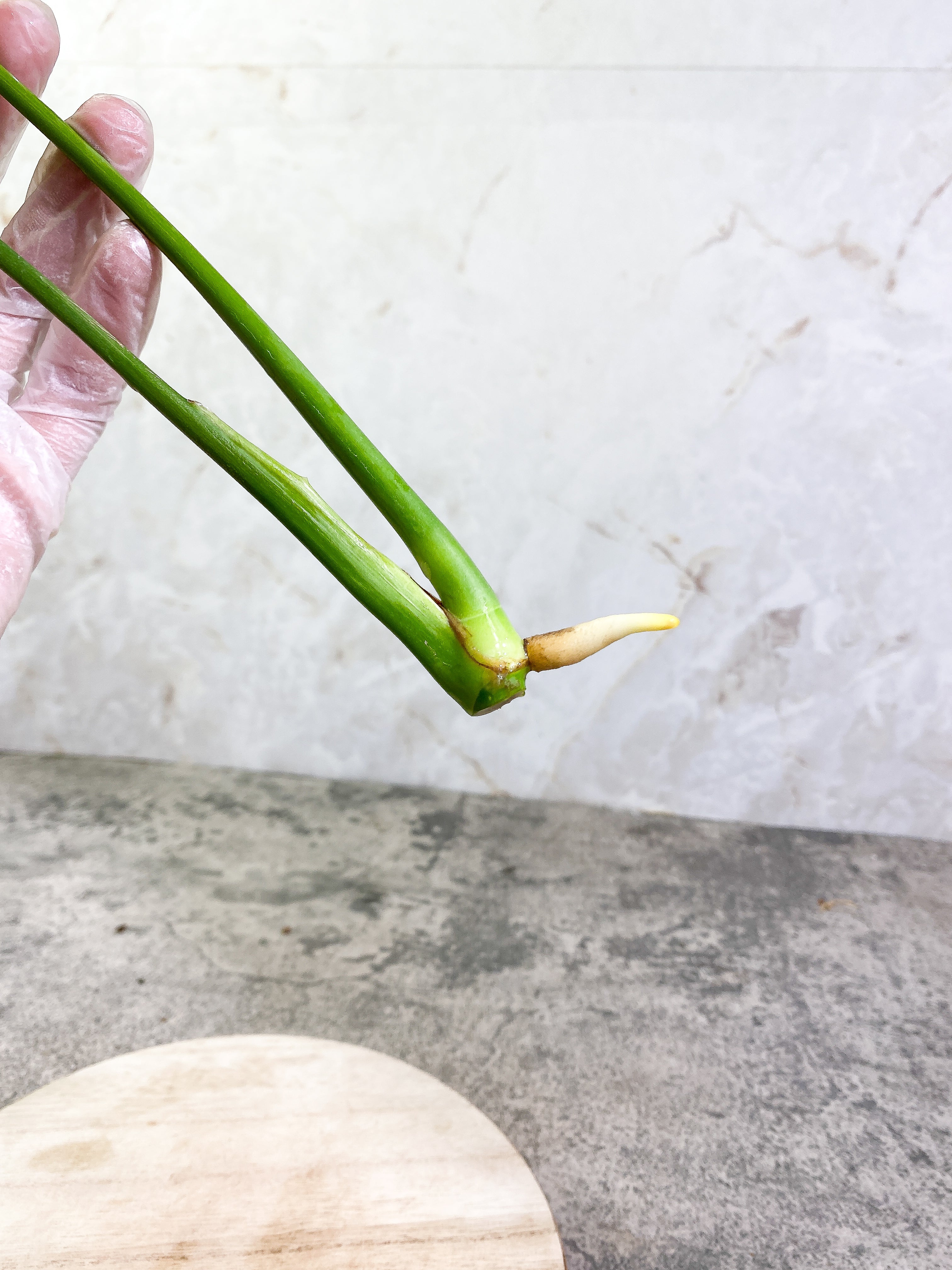 Monstera Thai Constellation 2 leaves Rooting Top Cutting