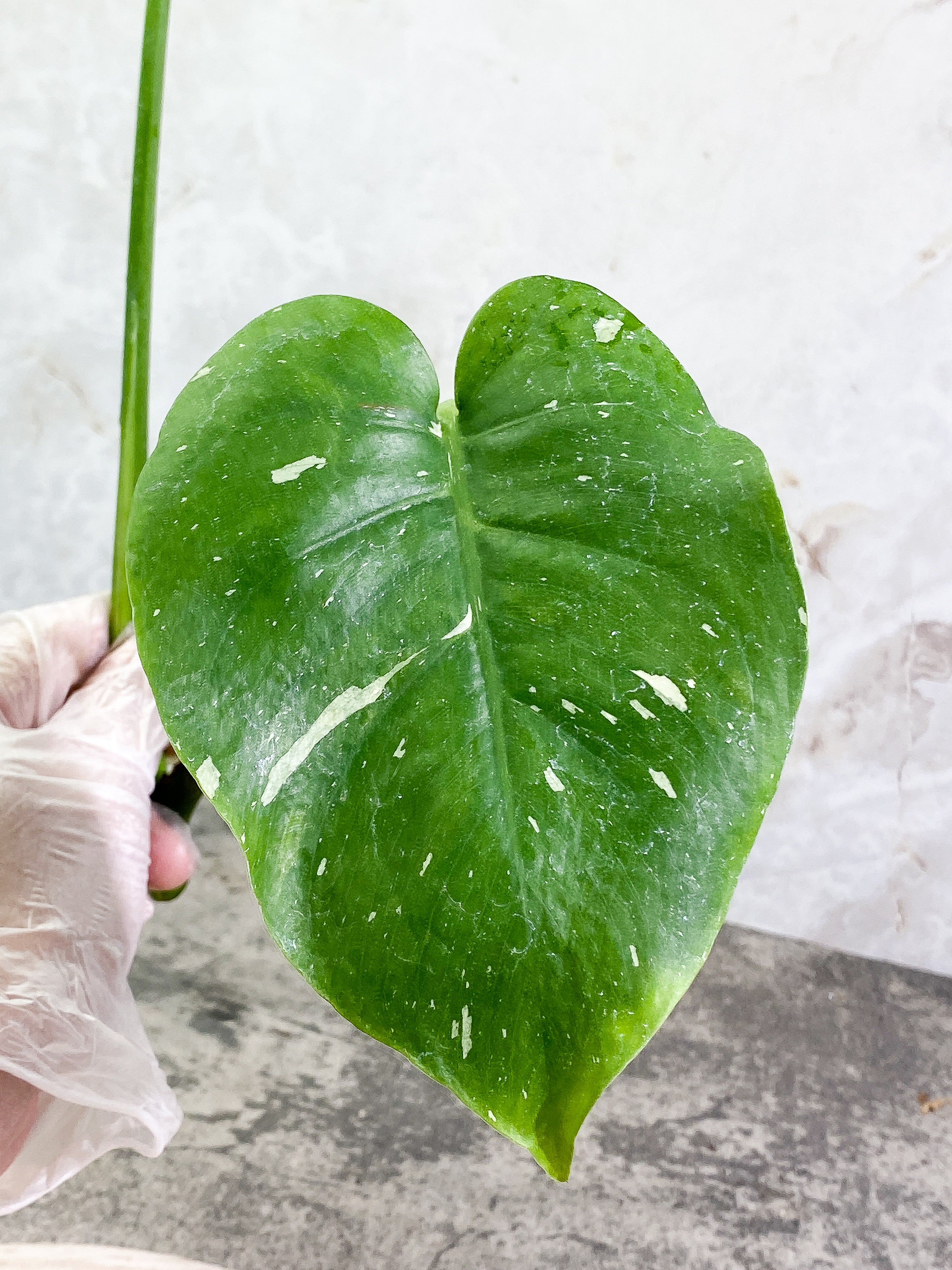 Monstera Thai Constellation 2 leaves Rooting Top Cutting