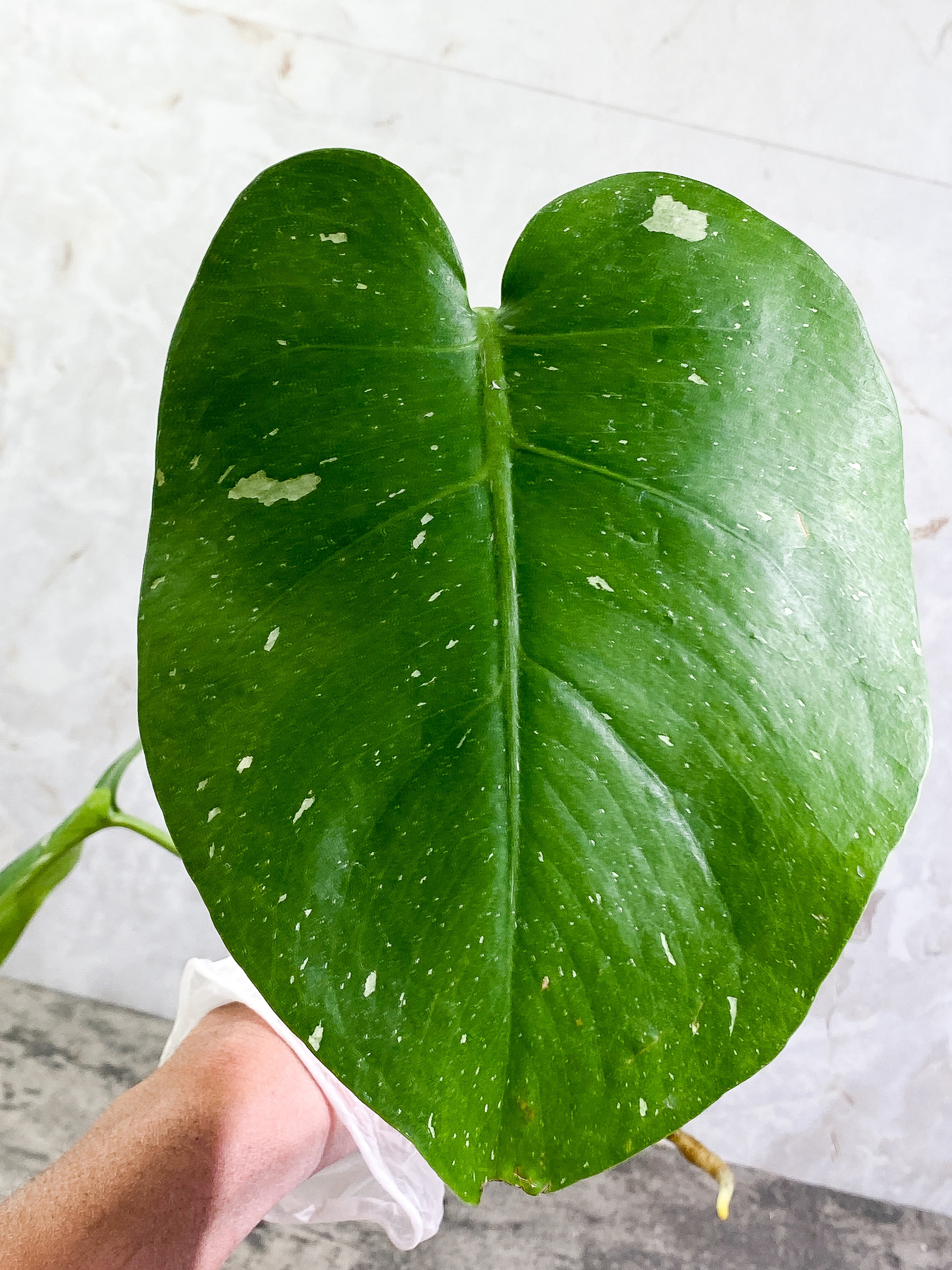 Monstera Thai Constellation 2 leaves Rooting Top Cutting