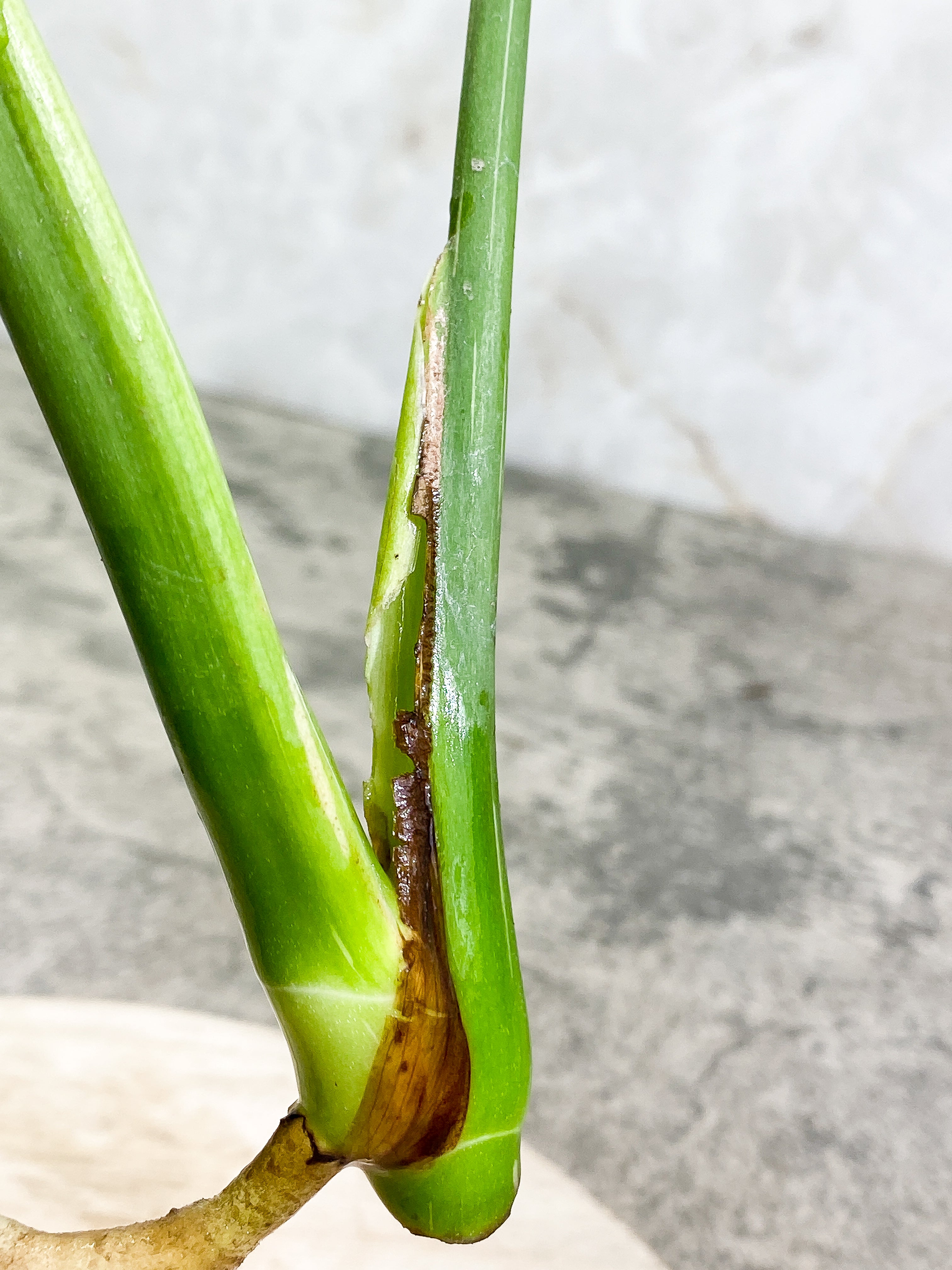 Monstera Thai Constellation 2 leaves Rooting Top Cutting
