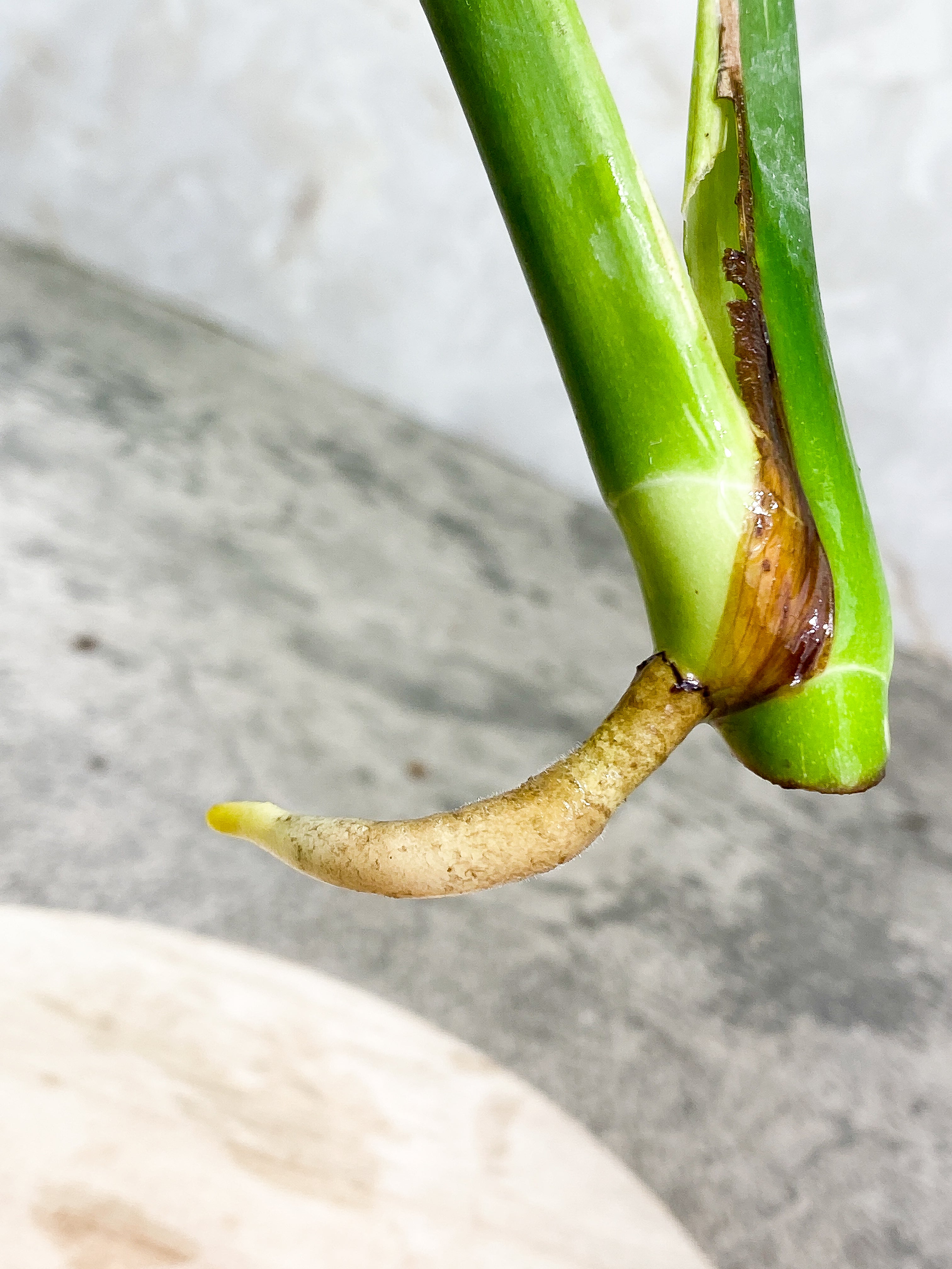 Monstera Thai Constellation 2 leaves Rooting Top Cutting