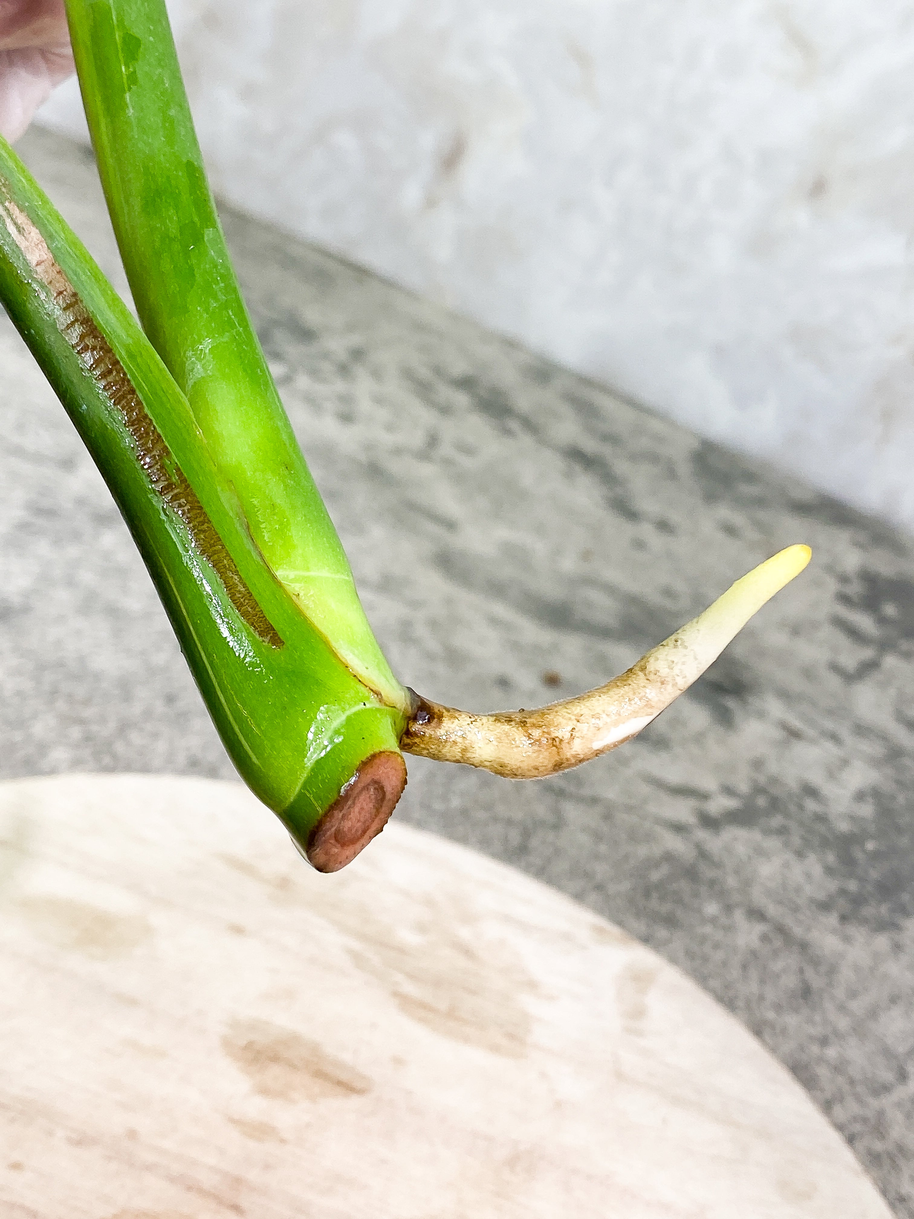 Monstera Thai Constellation 2 leaves Rooting Top Cutting