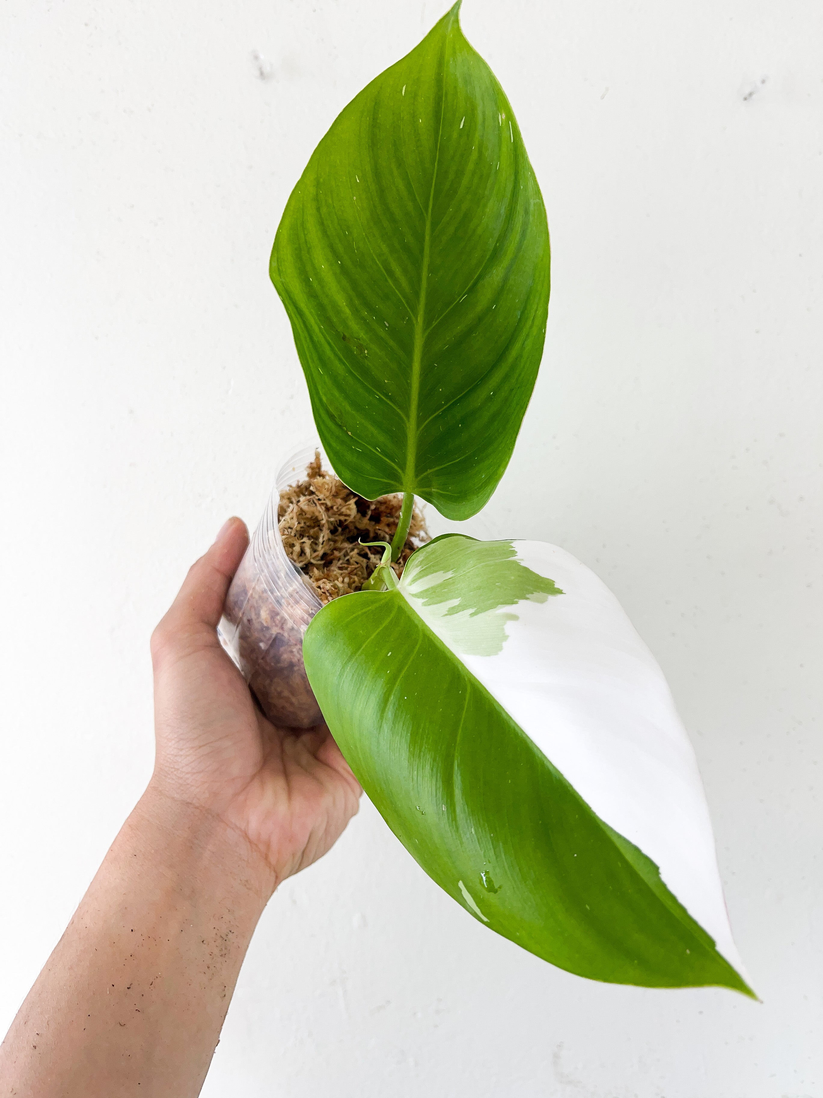 Philodendron White Princess Unrooted Cutting (First picture is the mother plant)