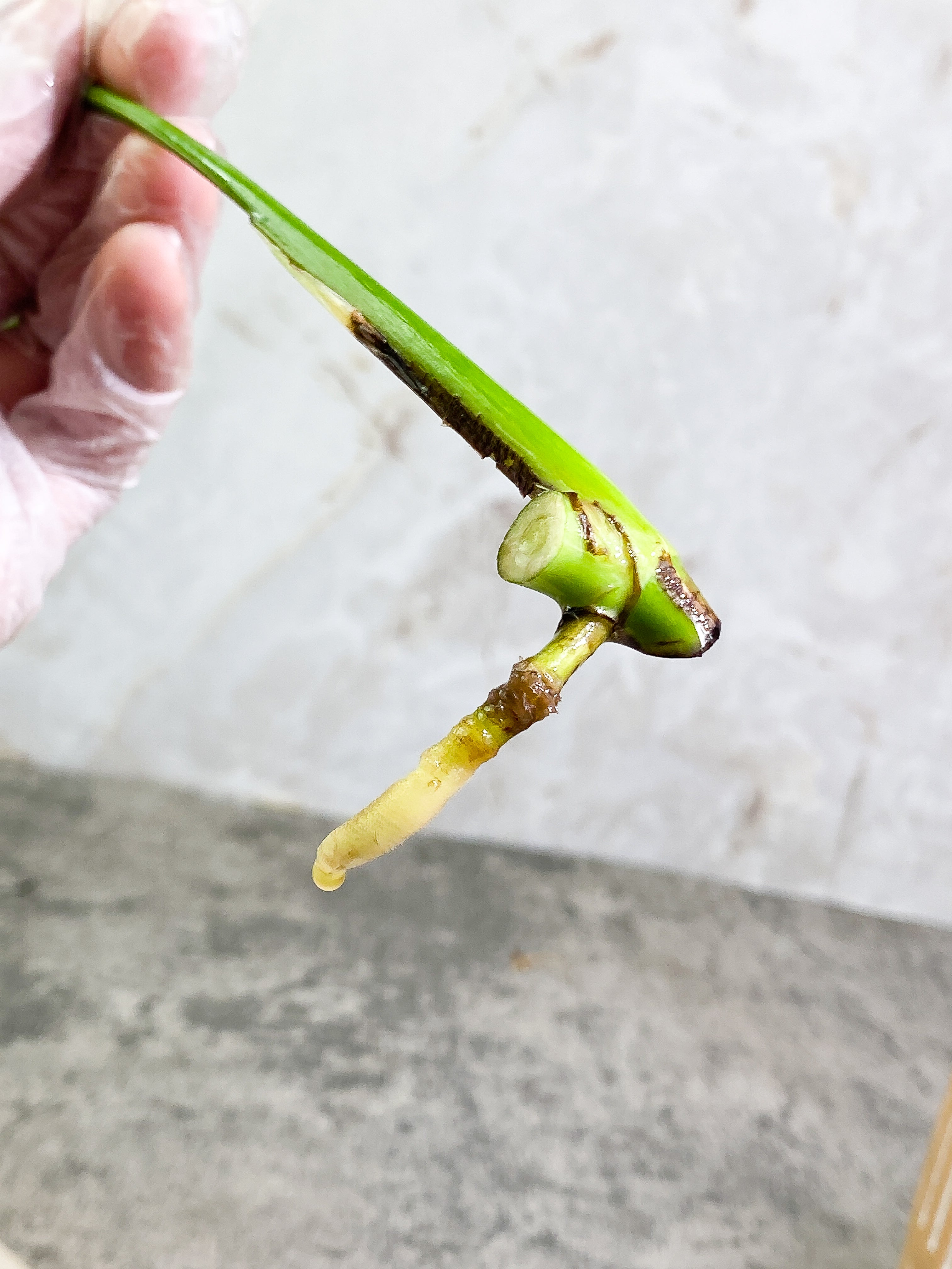 Monstera Thai Constellation 1 leaf Rooting