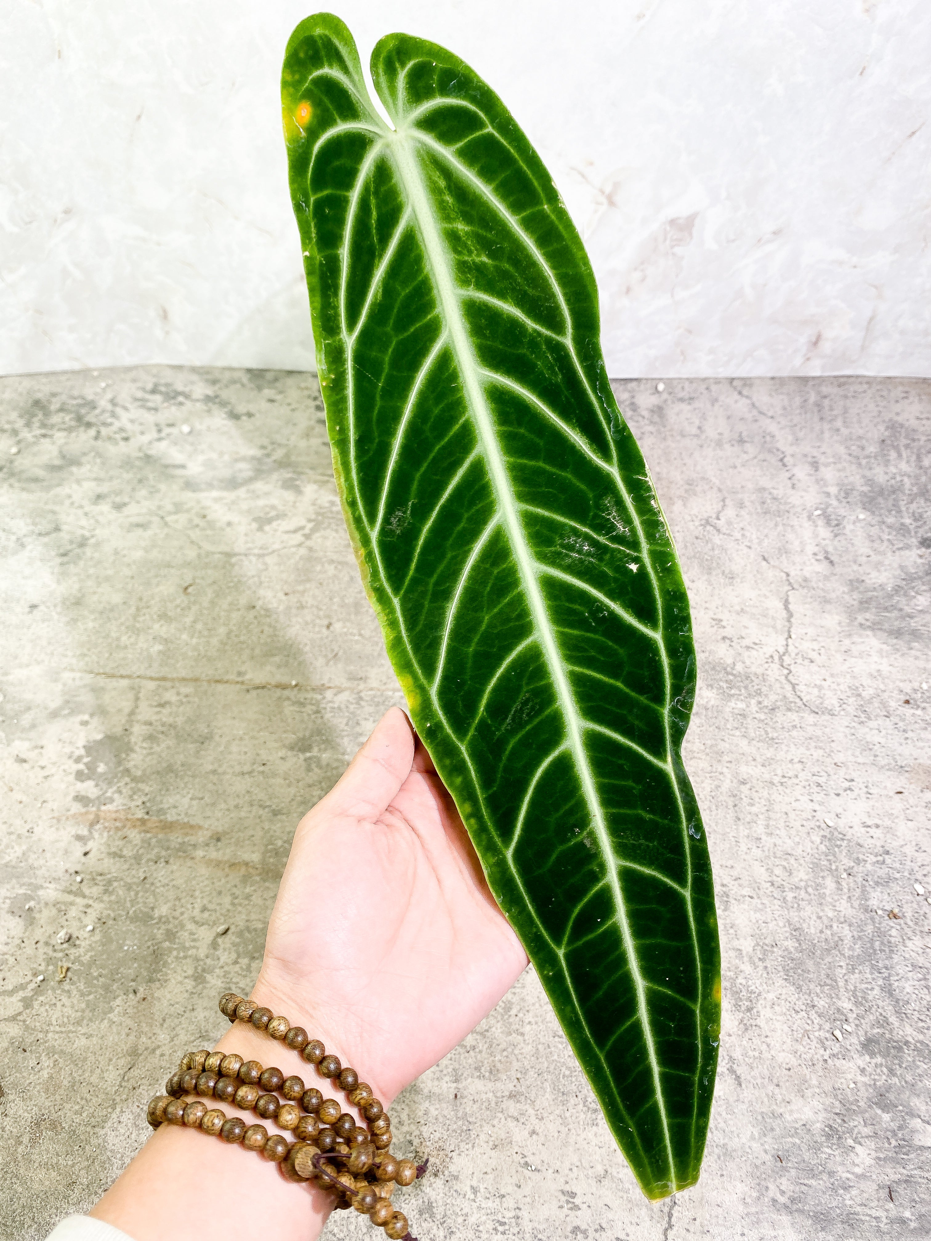 Anthurium Warocqueanum Dark Form 1 16 1/2 inch leaf, 1 sprout fully rooted