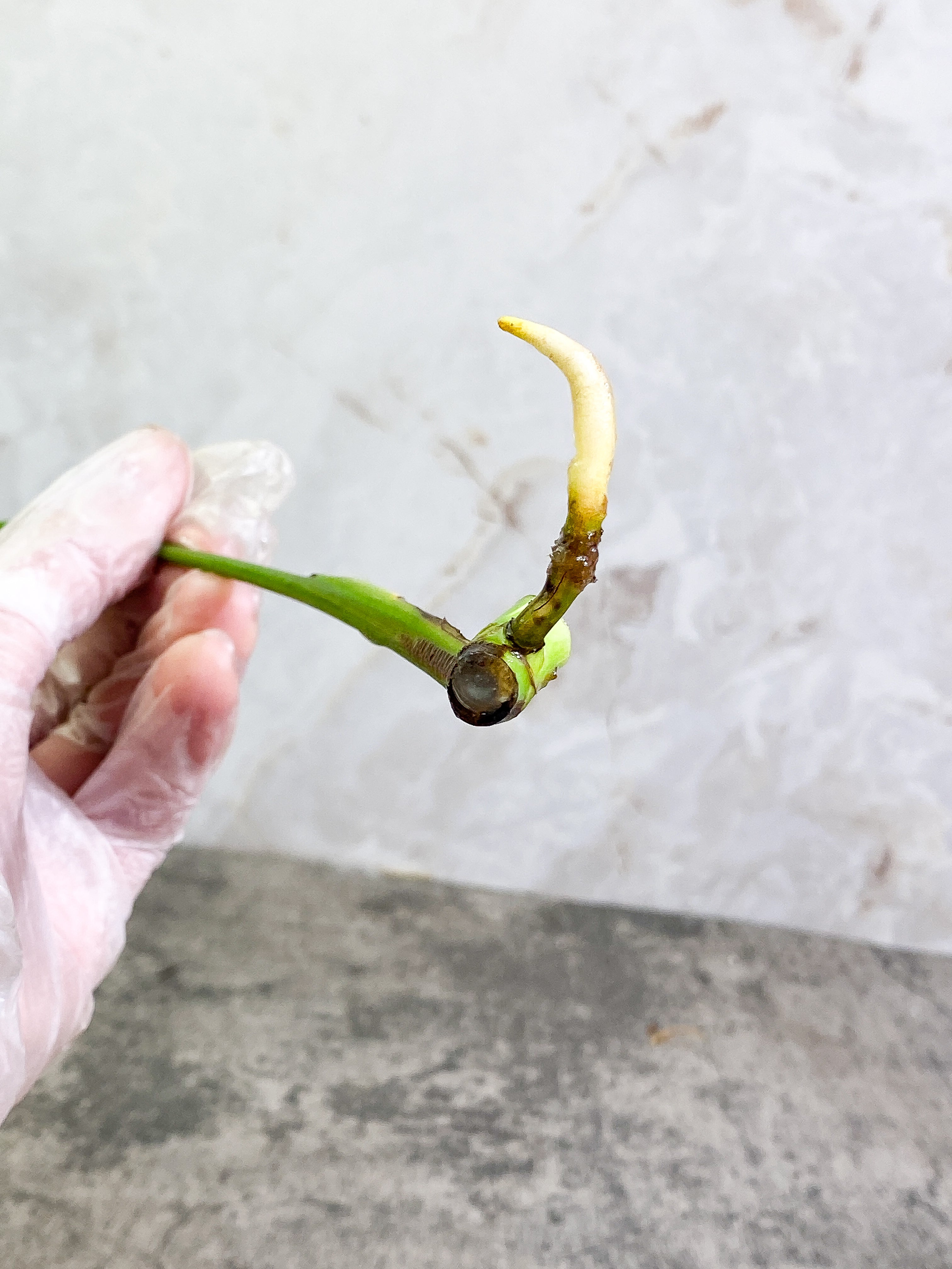 Monstera Thai Constellation 1 leaf Rooting