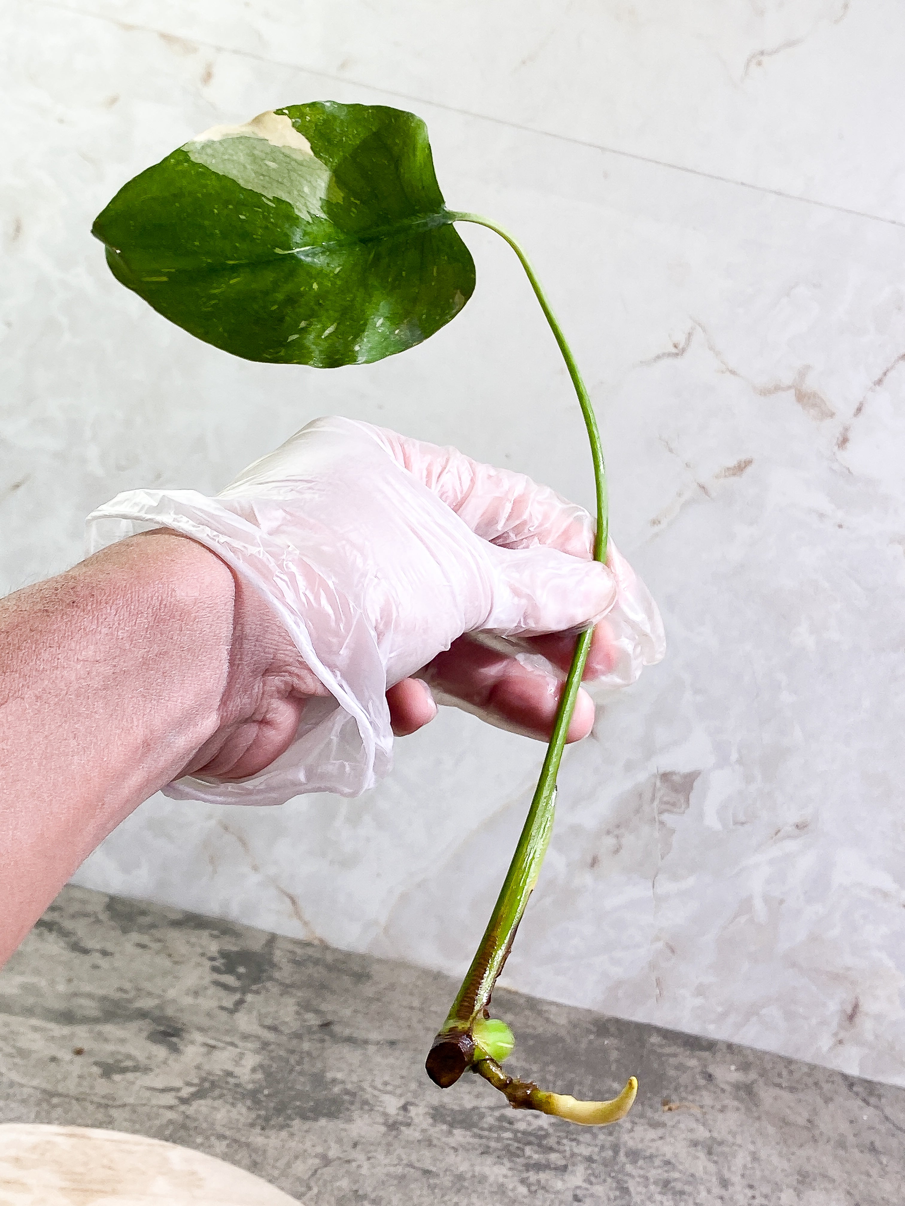 Monstera Thai Constellation 1 leaf Rooting