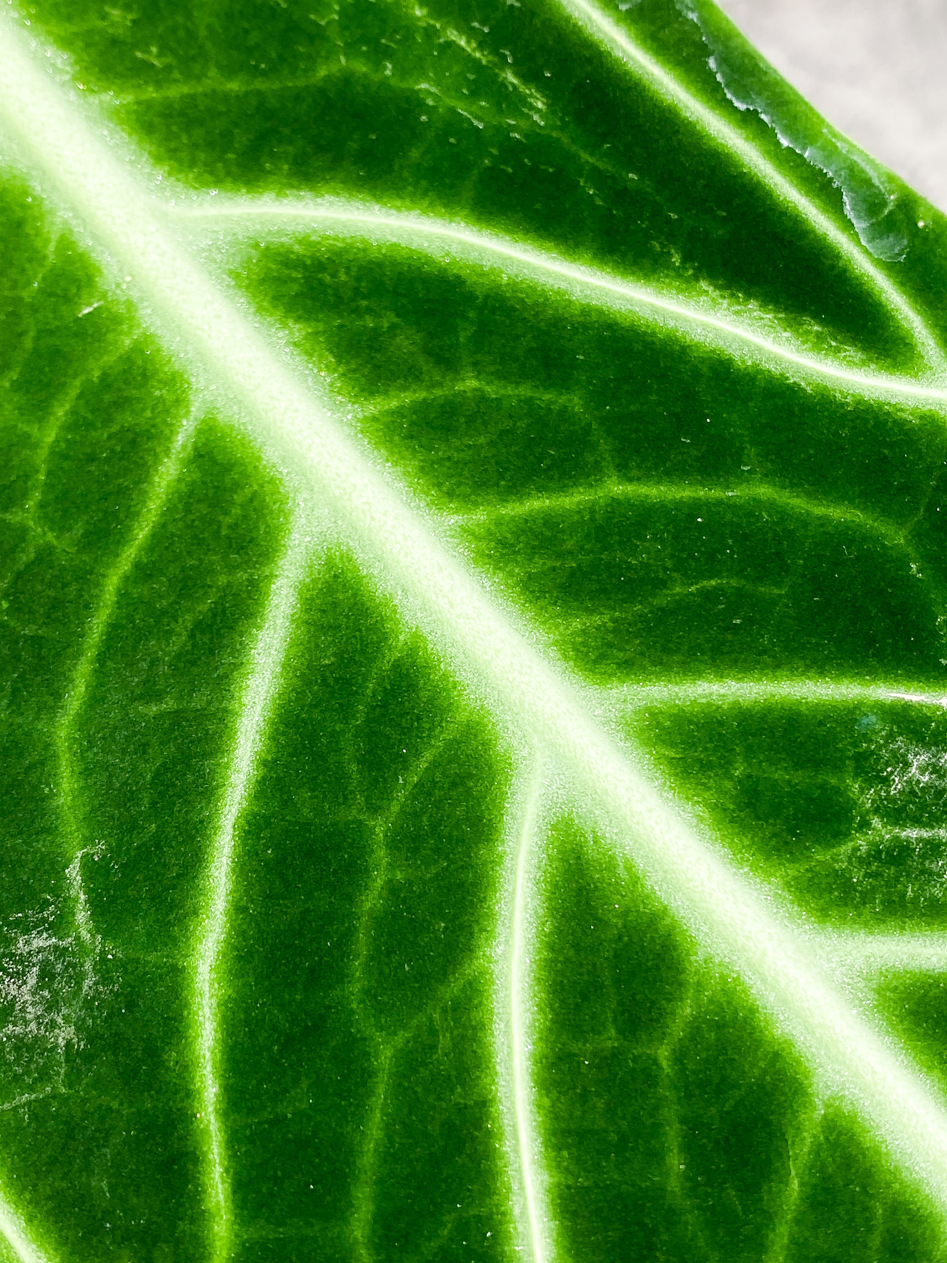 Anthurium Warocqueanum Dark Form 1 16 1/2 inch leaf, 1 sprout fully rooted