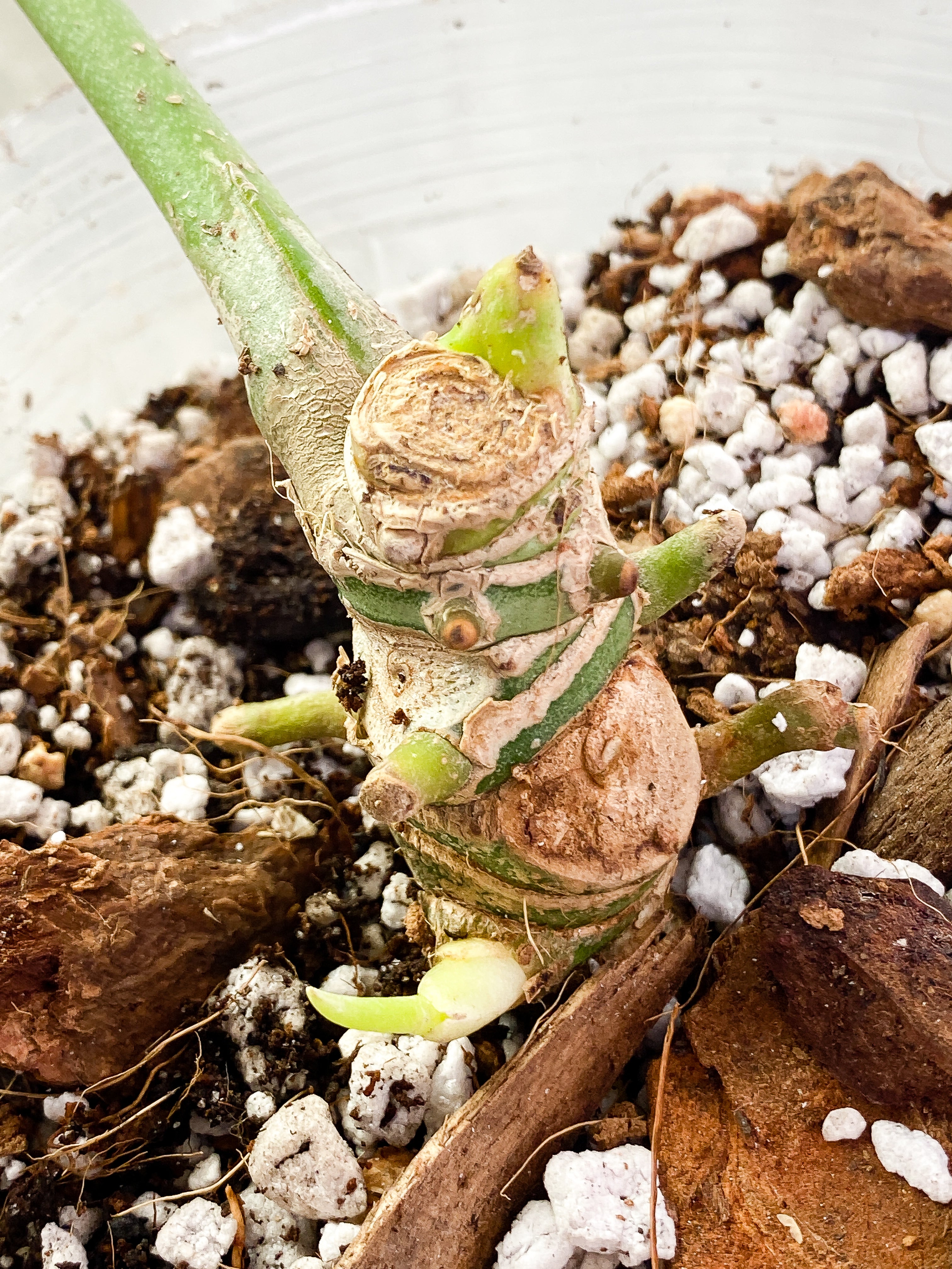 Anthurium Warocqueanum Dark Form 1 16 1/2 inch leaf, 1 sprout fully rooted