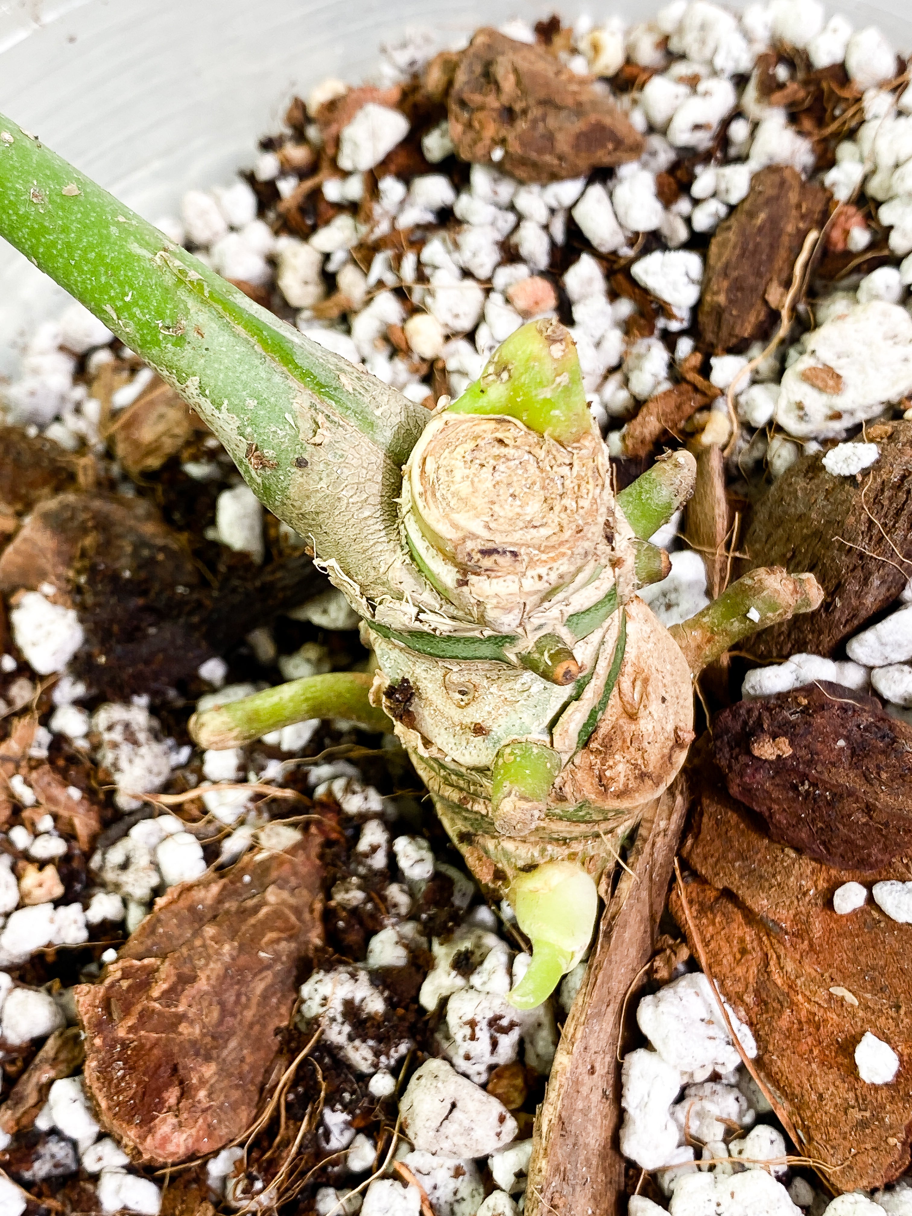 Anthurium Warocqueanum Dark Form 1 16 1/2 inch leaf, 1 sprout fully rooted