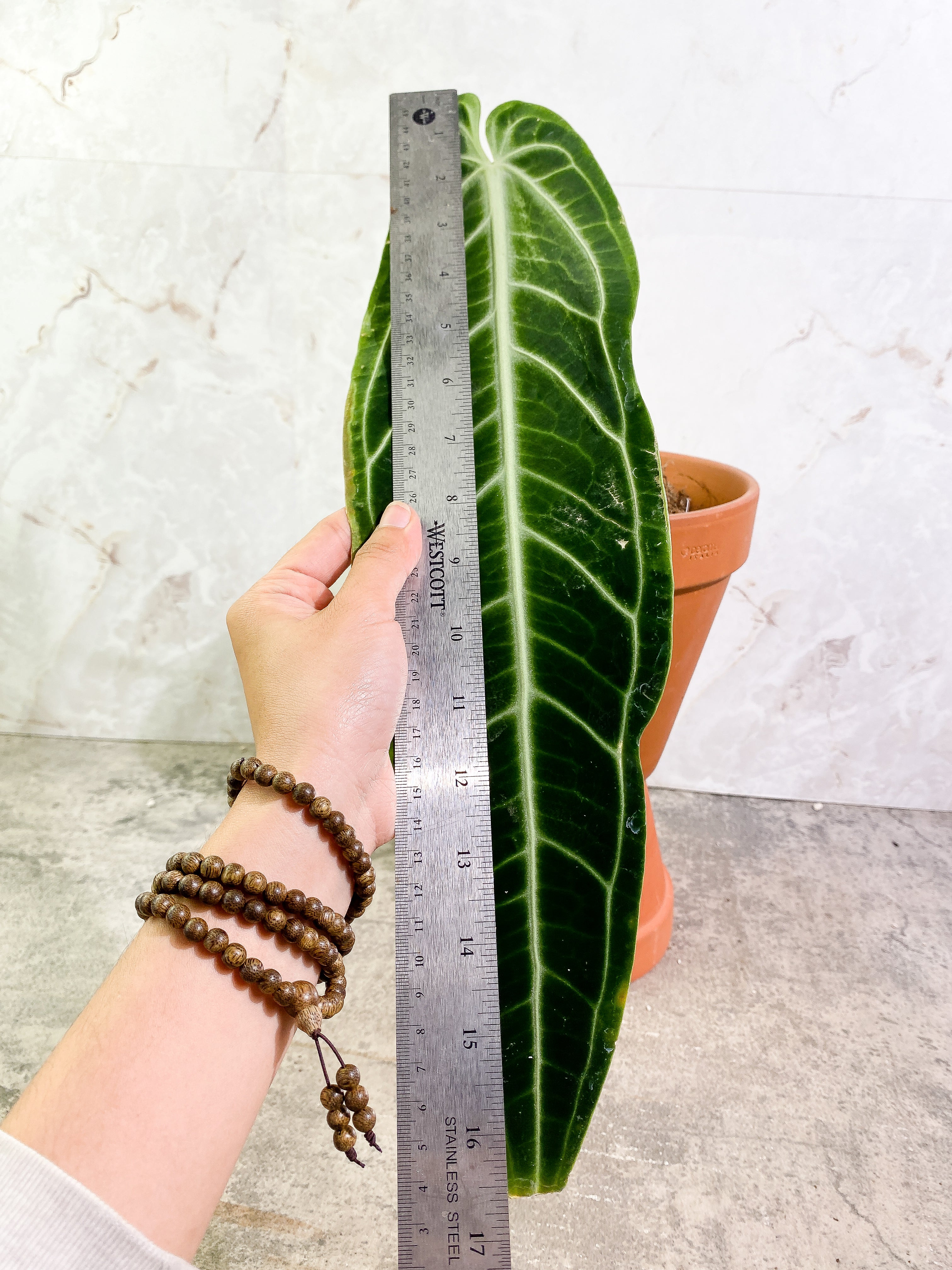 Anthurium Warocqueanum Dark Form 1 16 1/2 inch leaf, 1 sprout fully rooted
