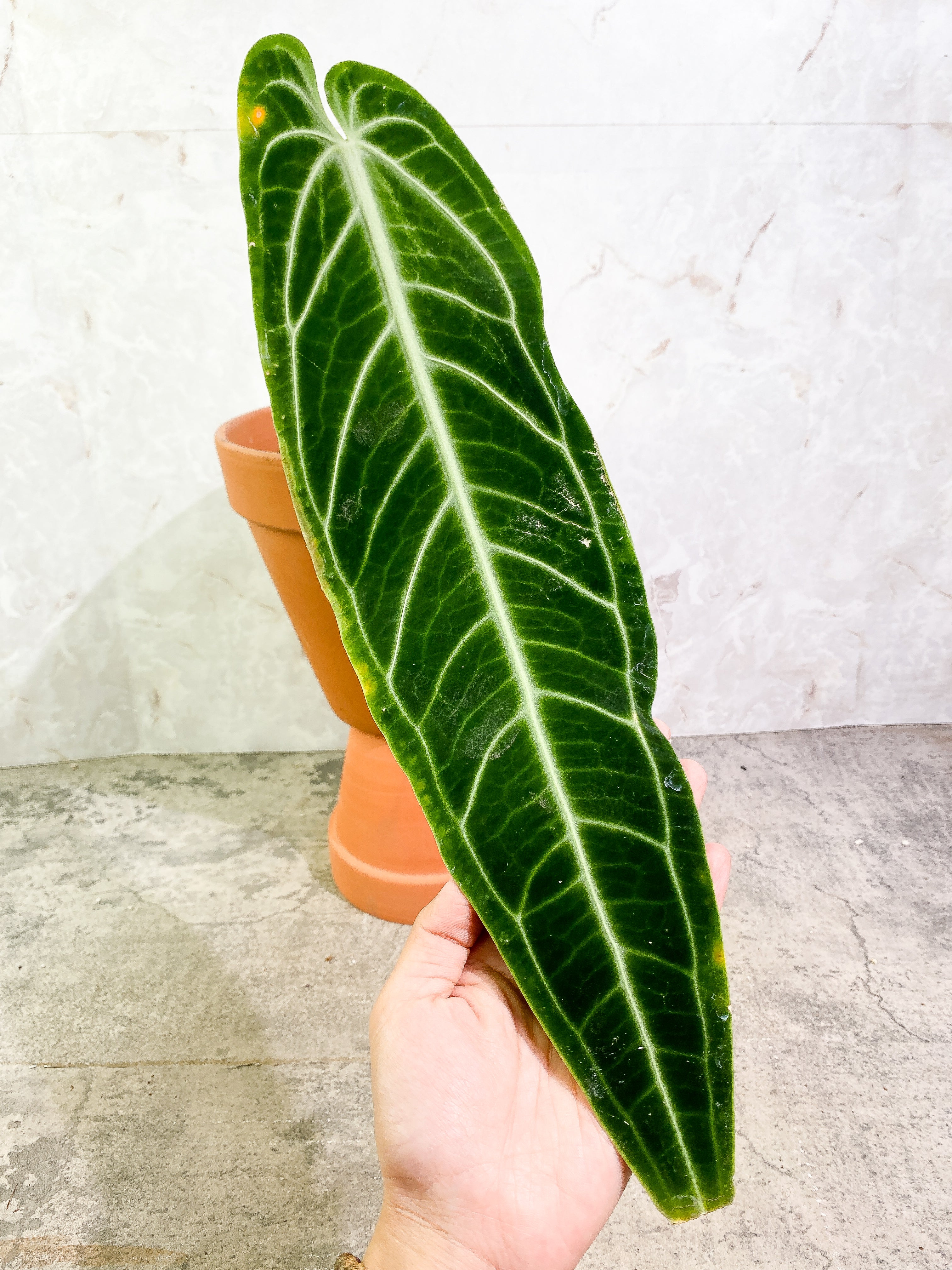 Anthurium Warocqueanum Dark Form 1 16 1/2 inch leaf, 1 sprout fully rooted