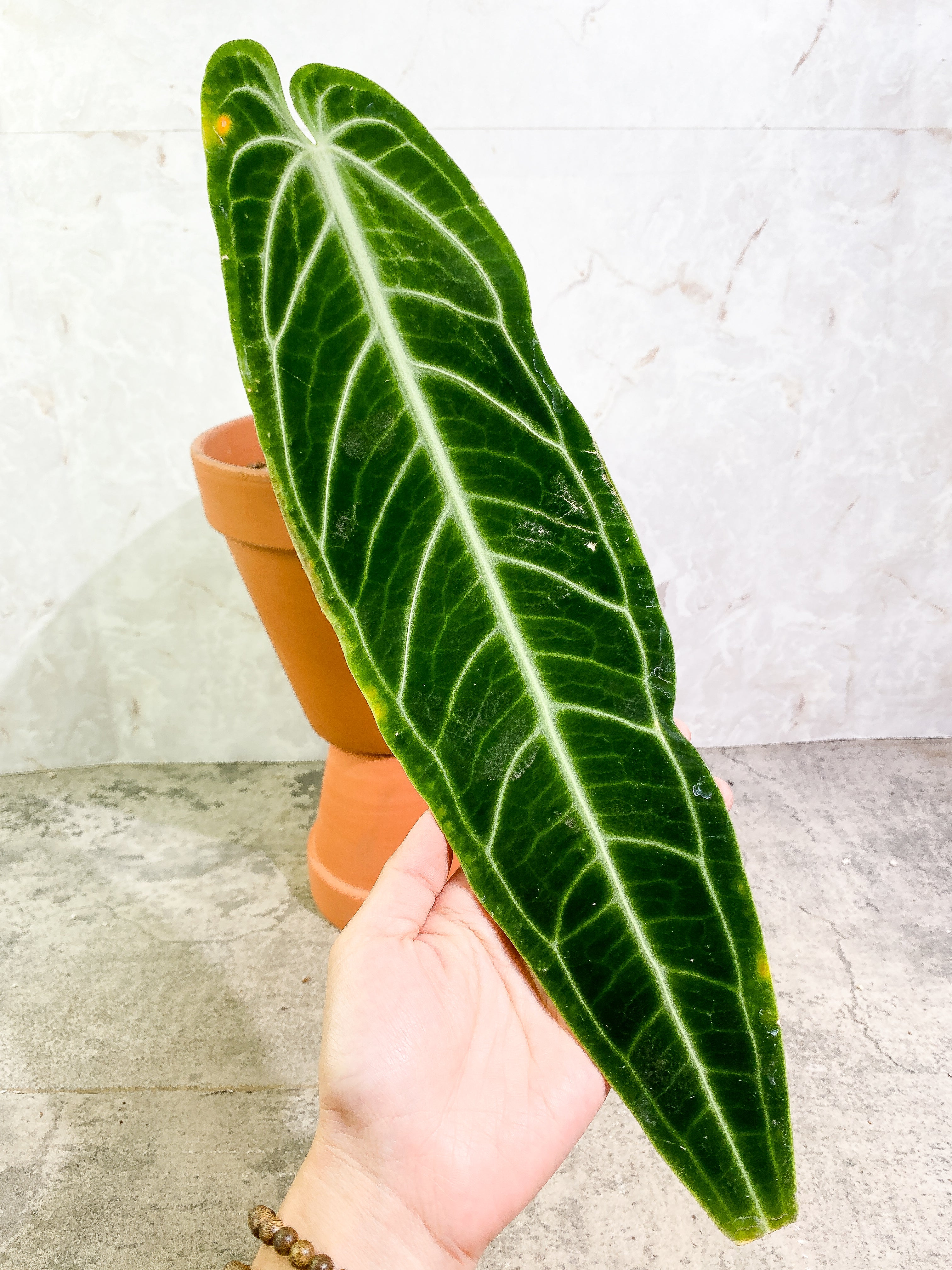Anthurium Warocqueanum Dark Form 1 16 1/2 inch leaf, 1 sprout fully rooted