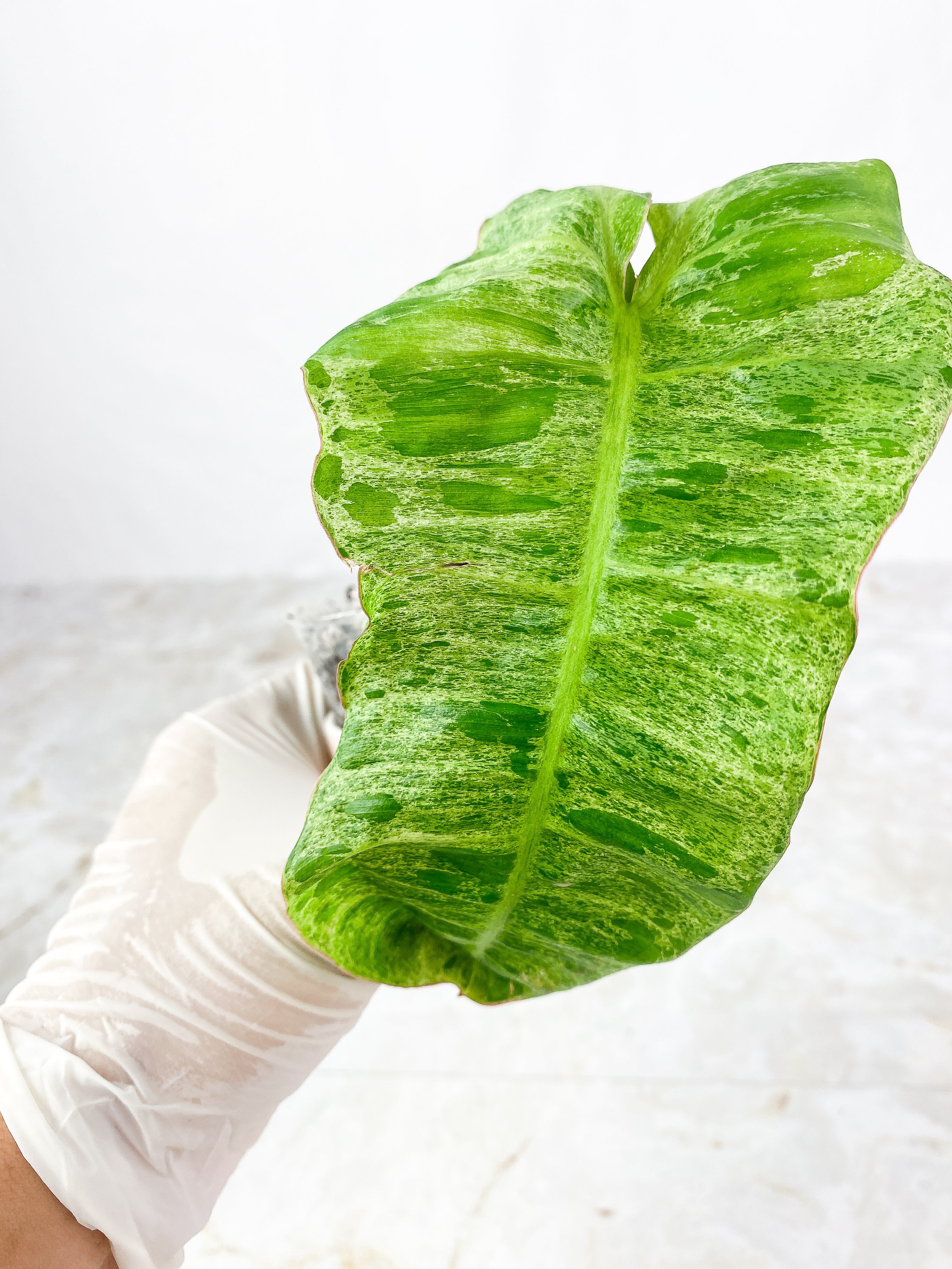 Philodendron Paraiso Verde Slightly Rooted top cutting 1 leaf 1 sprout