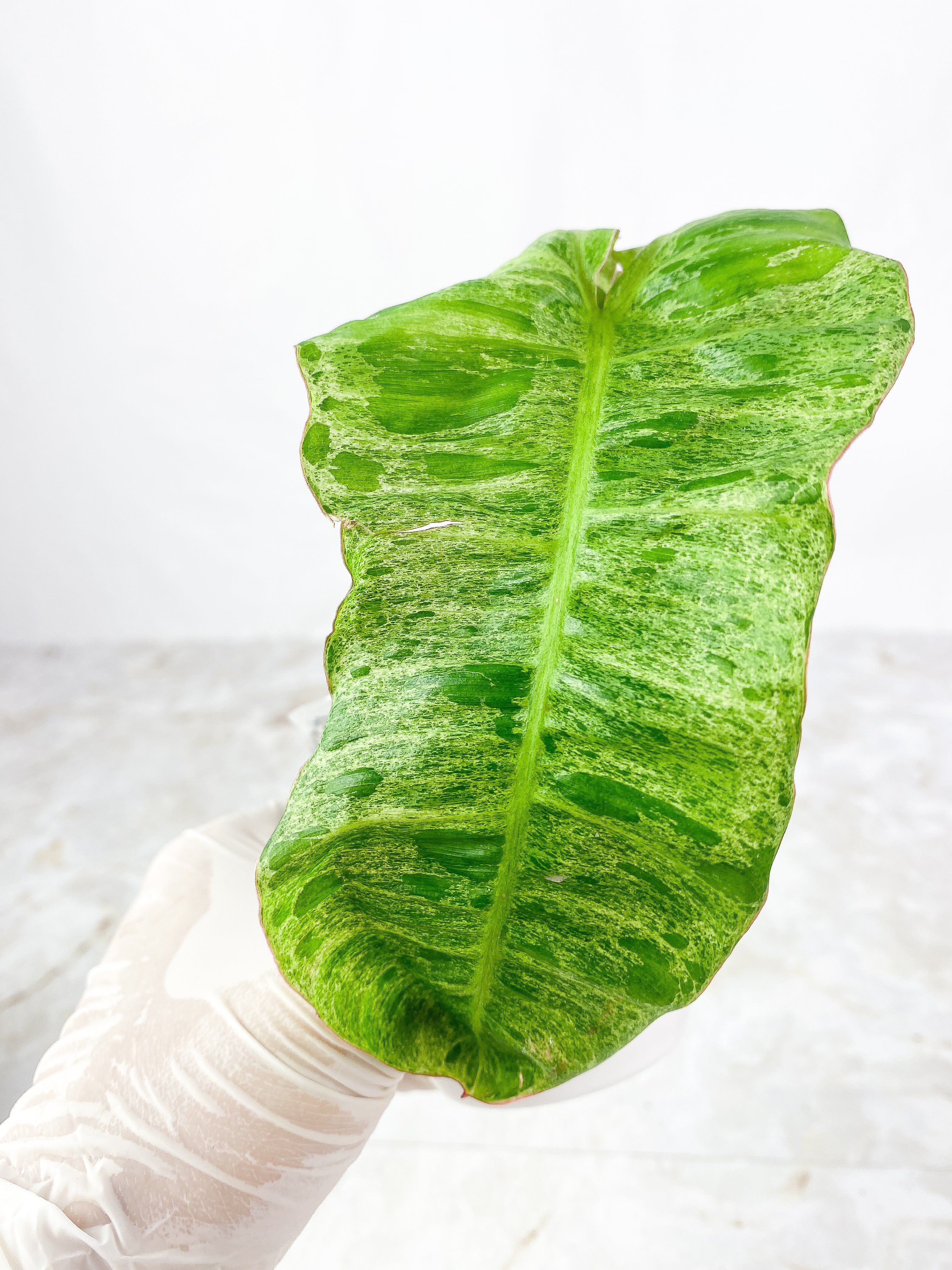 Philodendron Paraiso Verde Slightly Rooted top cutting 1 leaf 1 sprout