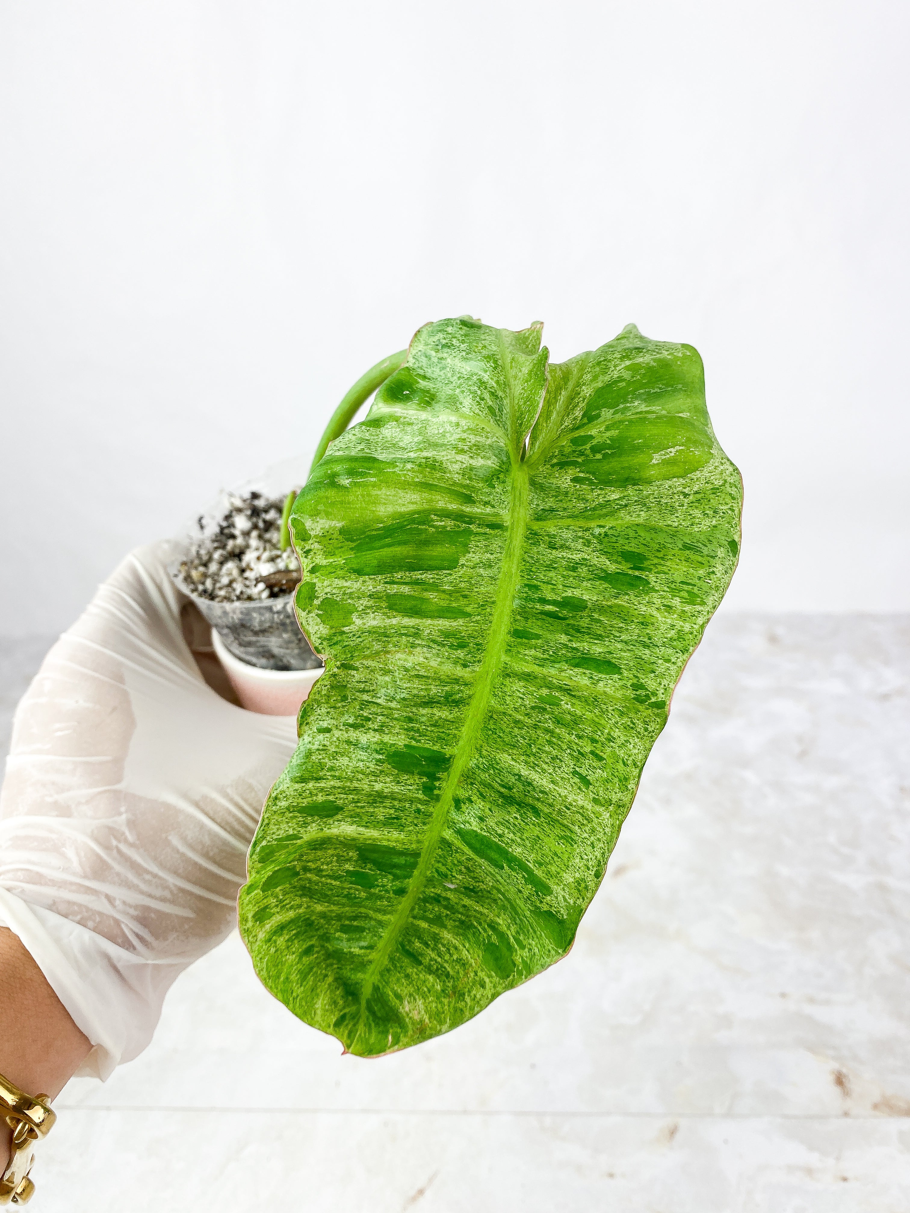 Philodendron Paraiso Verde Slightly Rooted top cutting 1 leaf 1 sprout