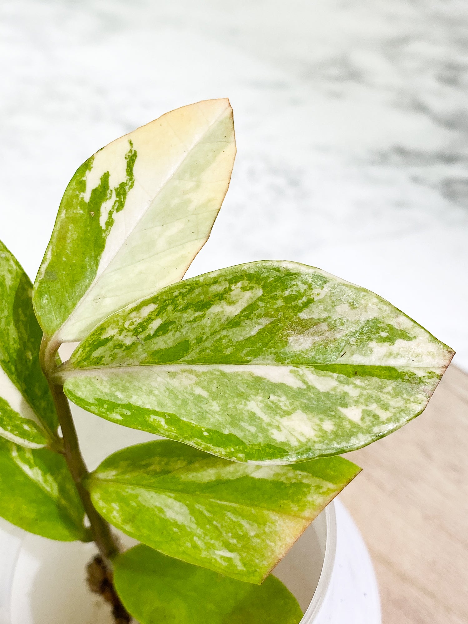 Variegated zz plant Rooted Highly Variegated