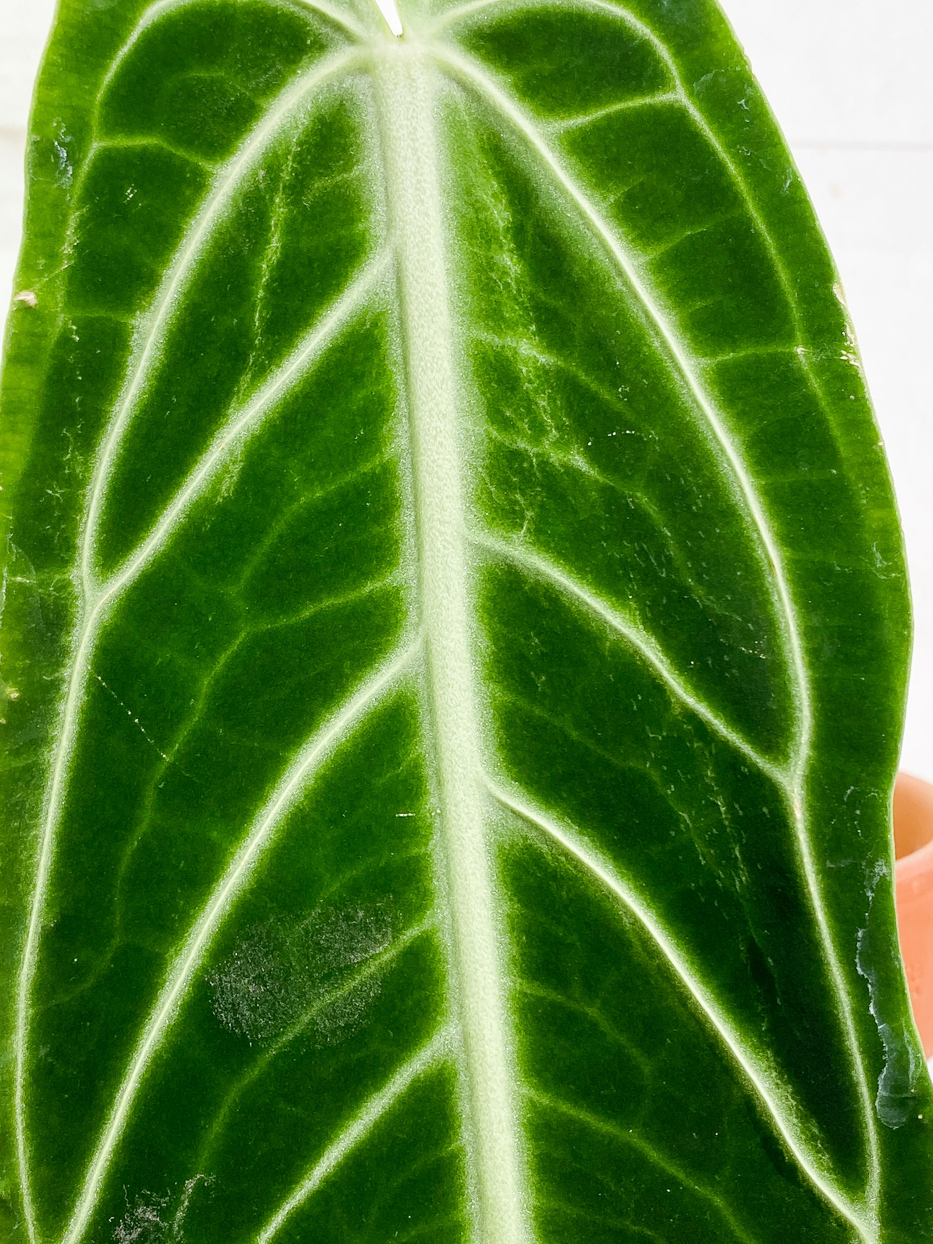 Anthurium Warocqueanum Dark Form 1 16 1/2 inch leaf, 1 sprout fully rooted