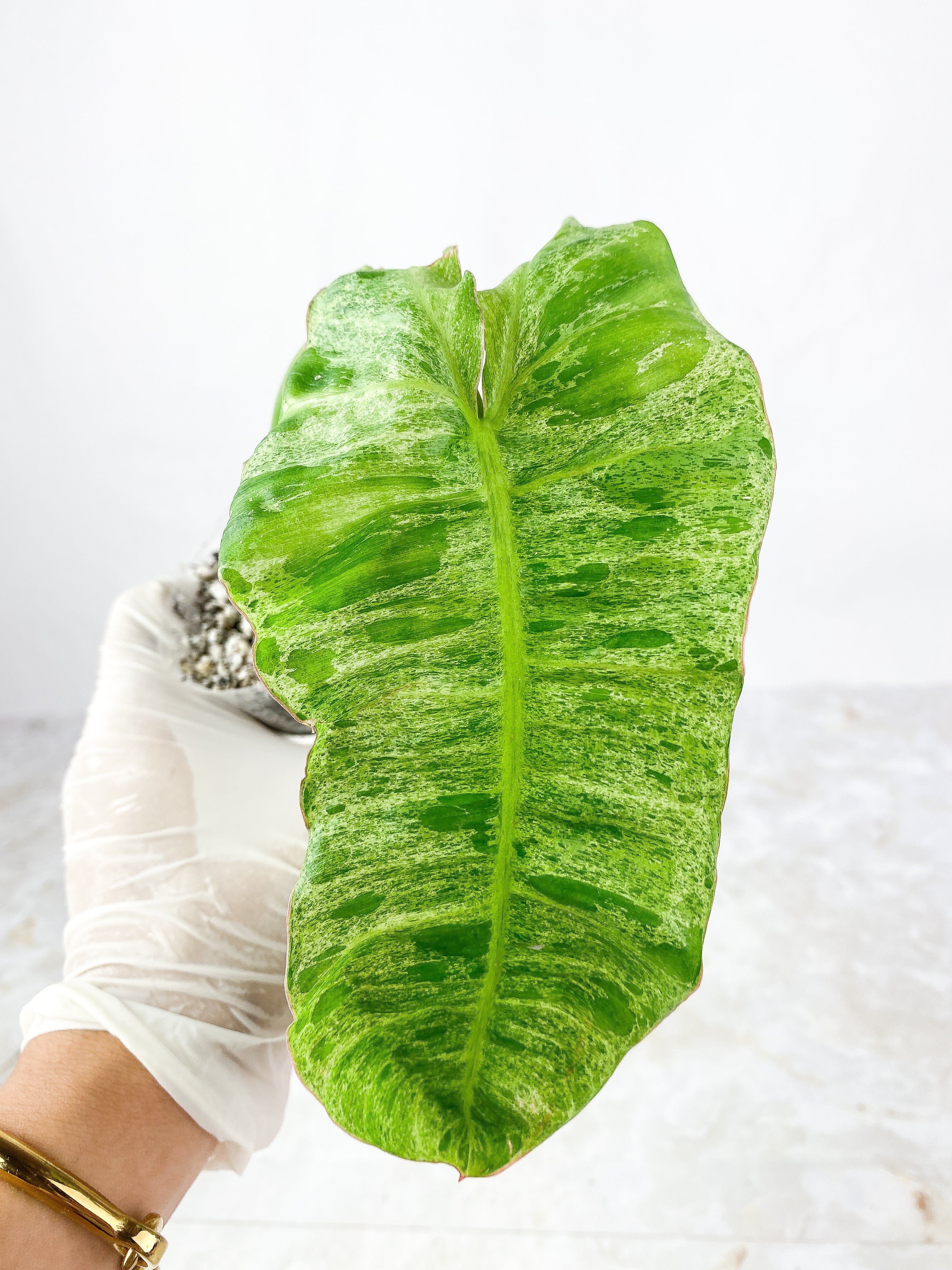Philodendron Paraiso Verde Slightly Rooted top cutting 1 leaf 1 sprout