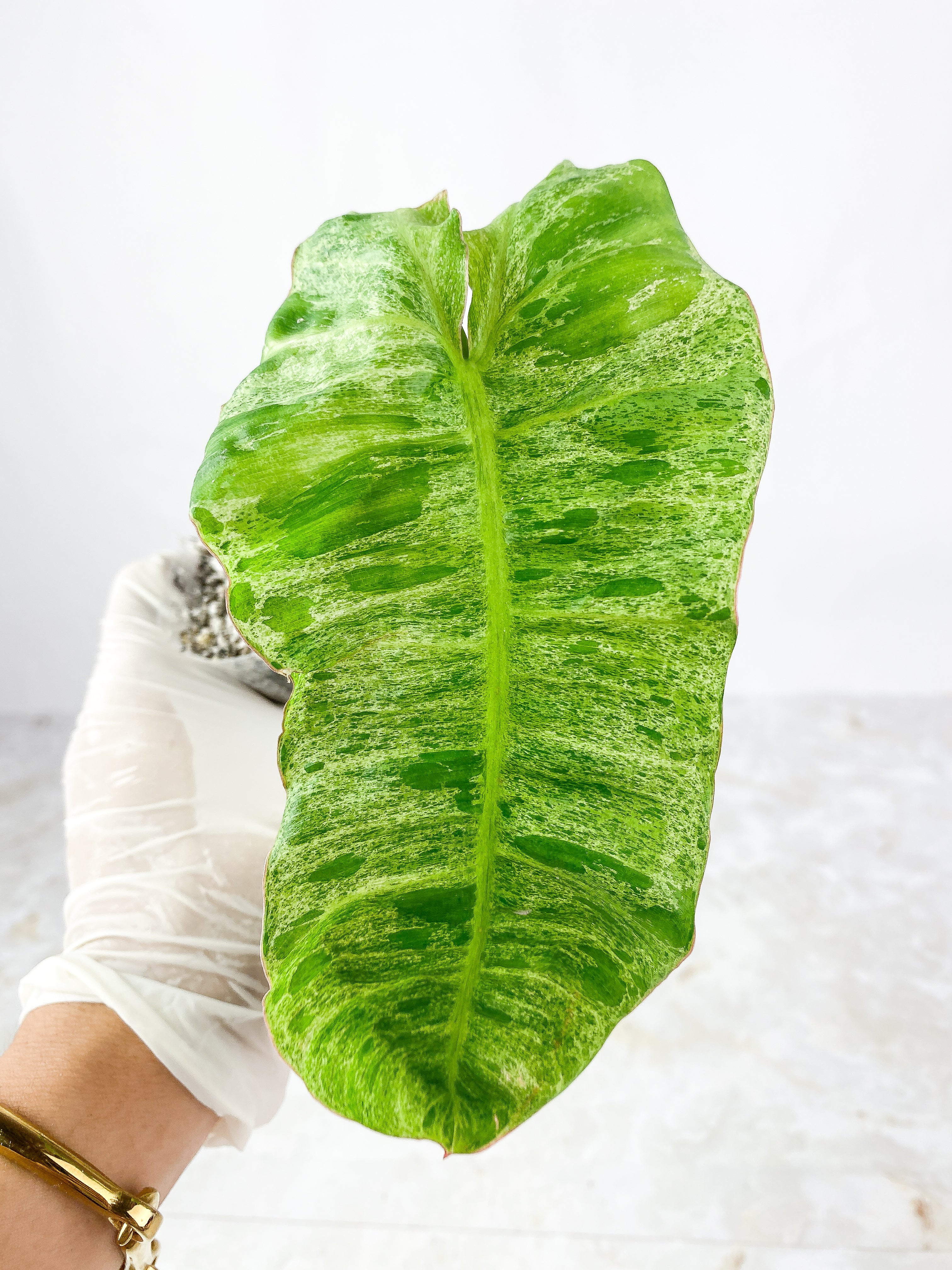 Philodendron Paraiso Verde Slightly Rooted top cutting 1 leaf 1 sprout