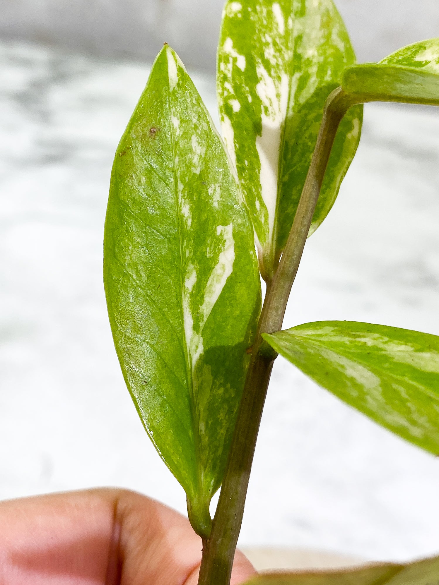 Variegated zz plant Rooted Highly Variegated