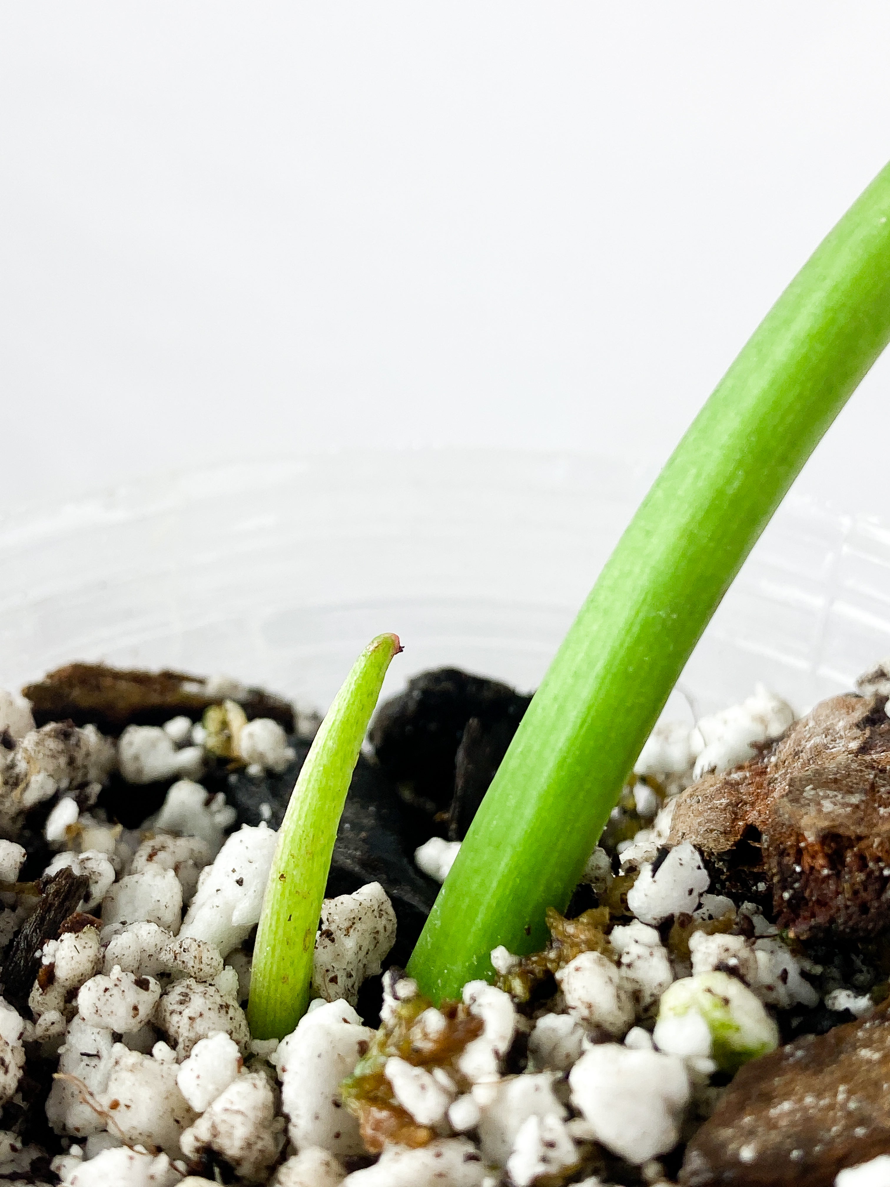 Philodendron Paraiso Verde Slightly Rooted top cutting 1 leaf 1 sprout