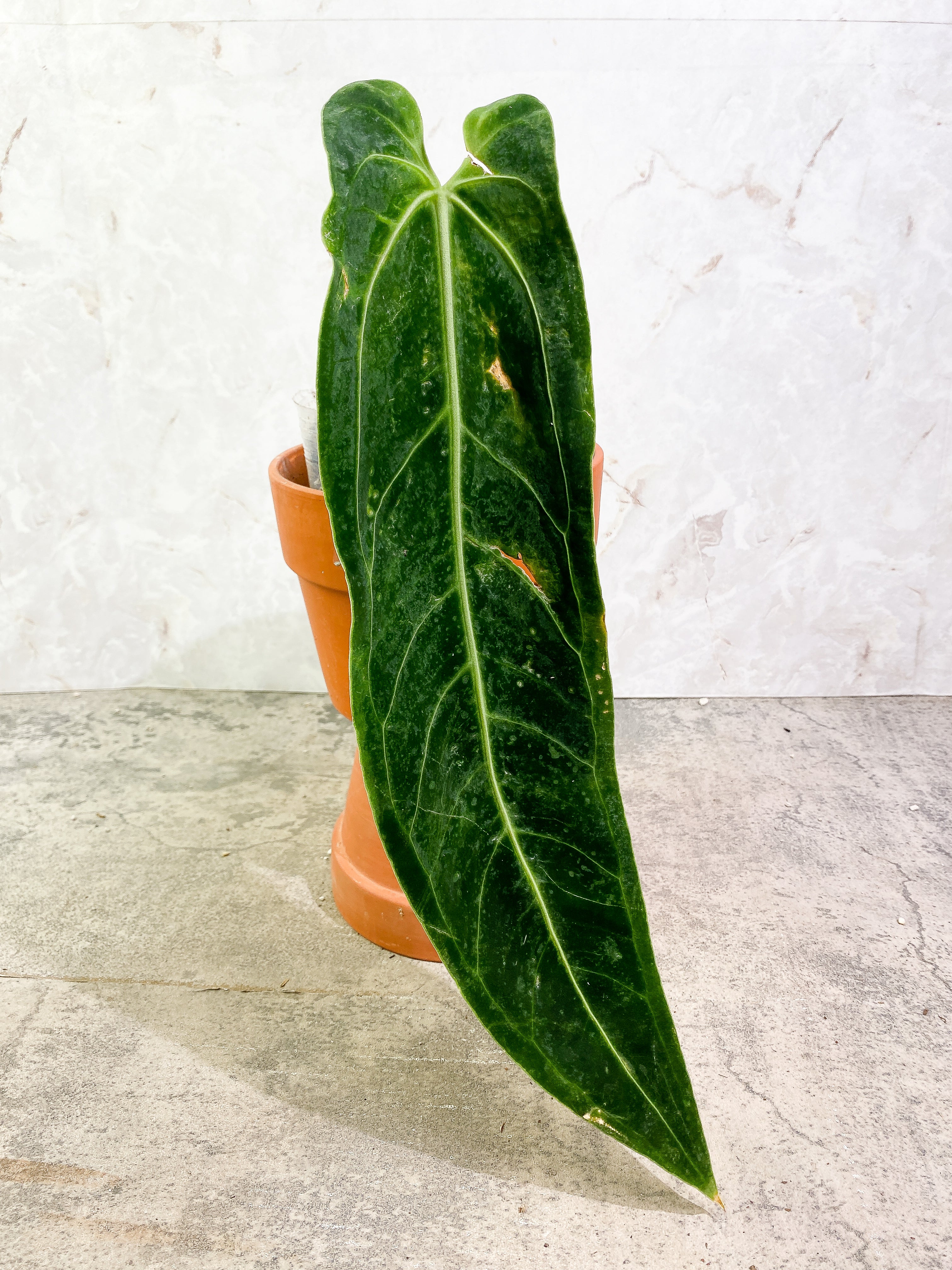 Anthurium Warocqueanum Dark Form Dark vein unrooted chonk